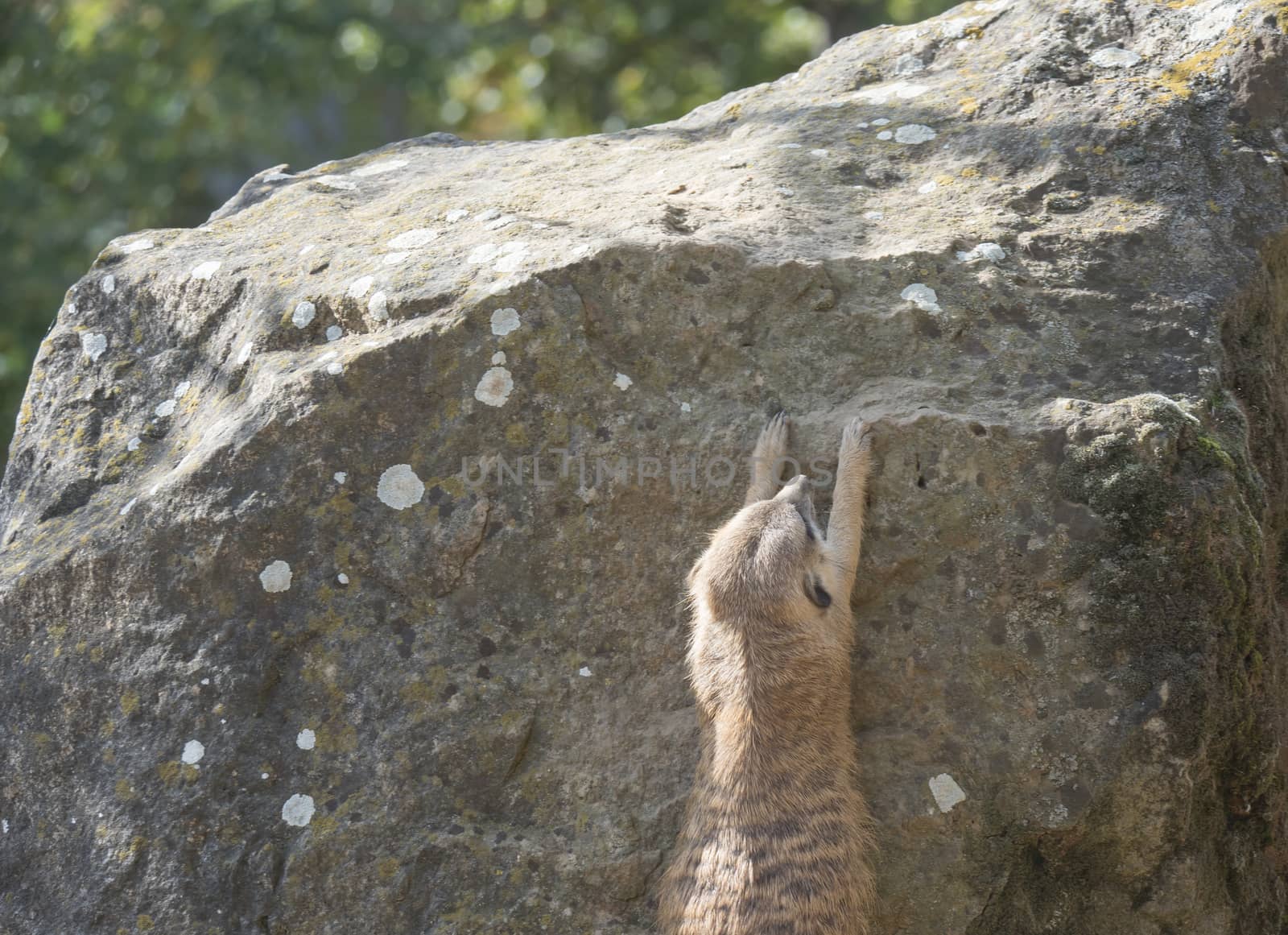 Meerkat or suricate, Suricata suricatta climbing on the roxk stone, selective focus, copy space for text.