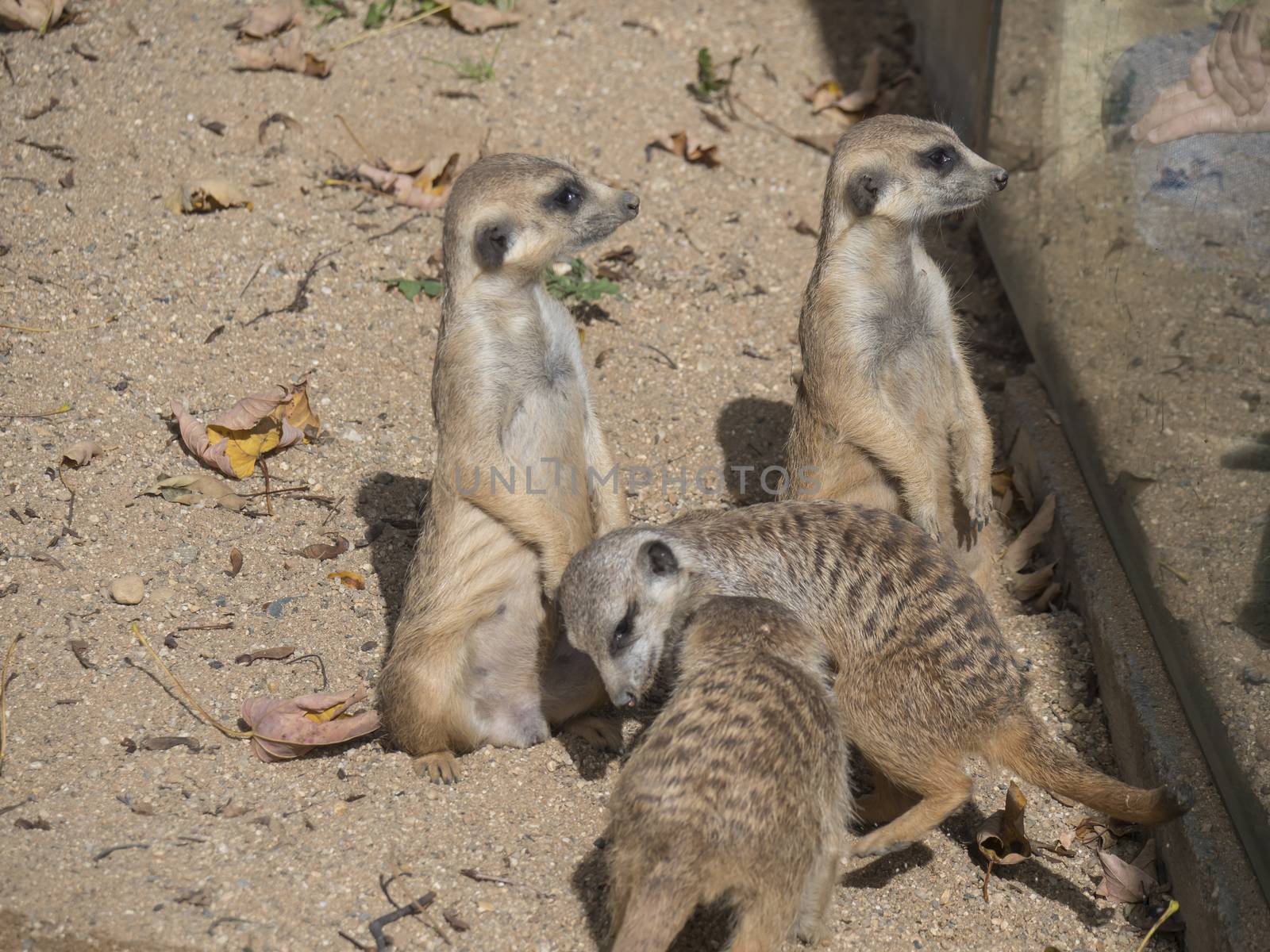 Group of meerkat or suricates, Suricata suricatta looking on visitors at zoo behind the glass by Henkeova