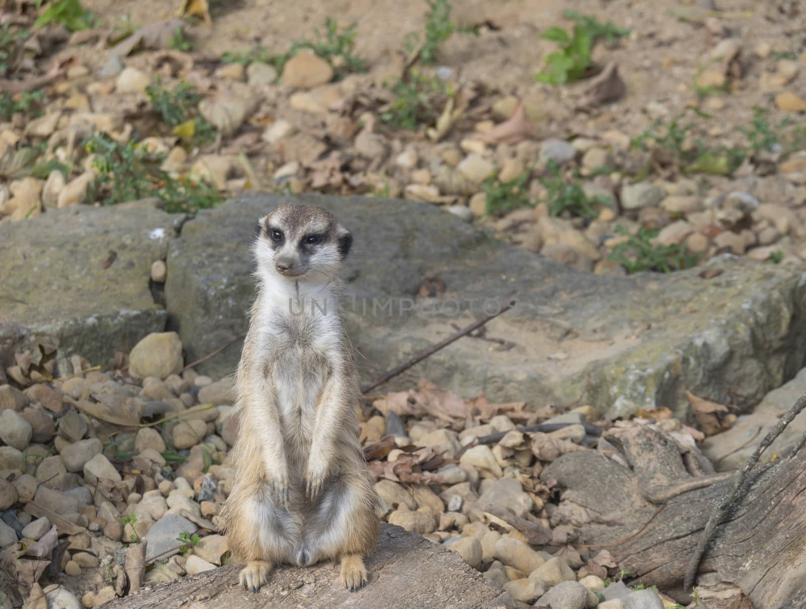 Close up standing meerkat or suricate, Suricata suricatta looking up, selective focus, copy space for text.
