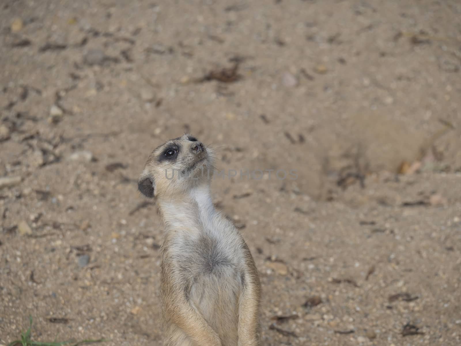 Close up standing meerkat or suricate, Suricata suricatta looking up, selective focus, copy space for text by Henkeova