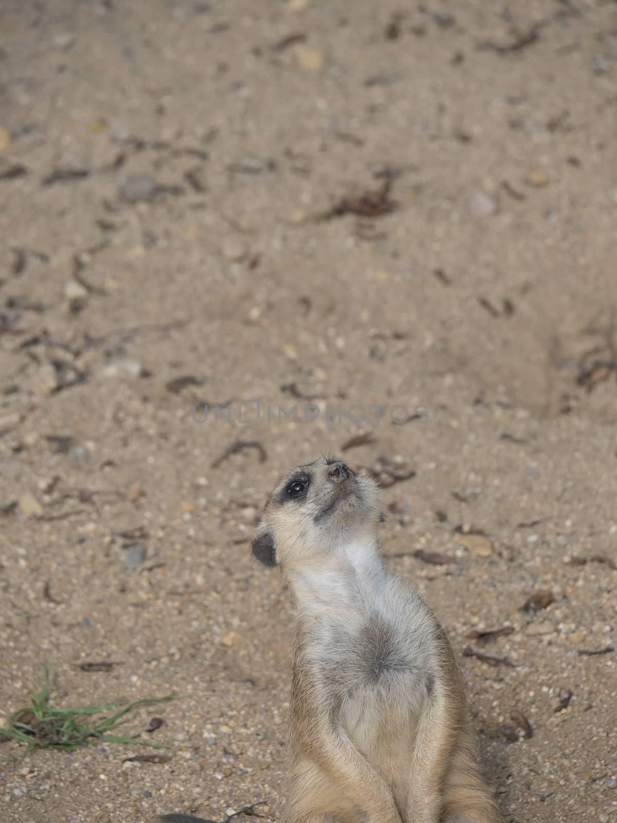 Close up standing meerkat or suricate, Suricata suricatta looking up, selective focus, copy space for text by Henkeova