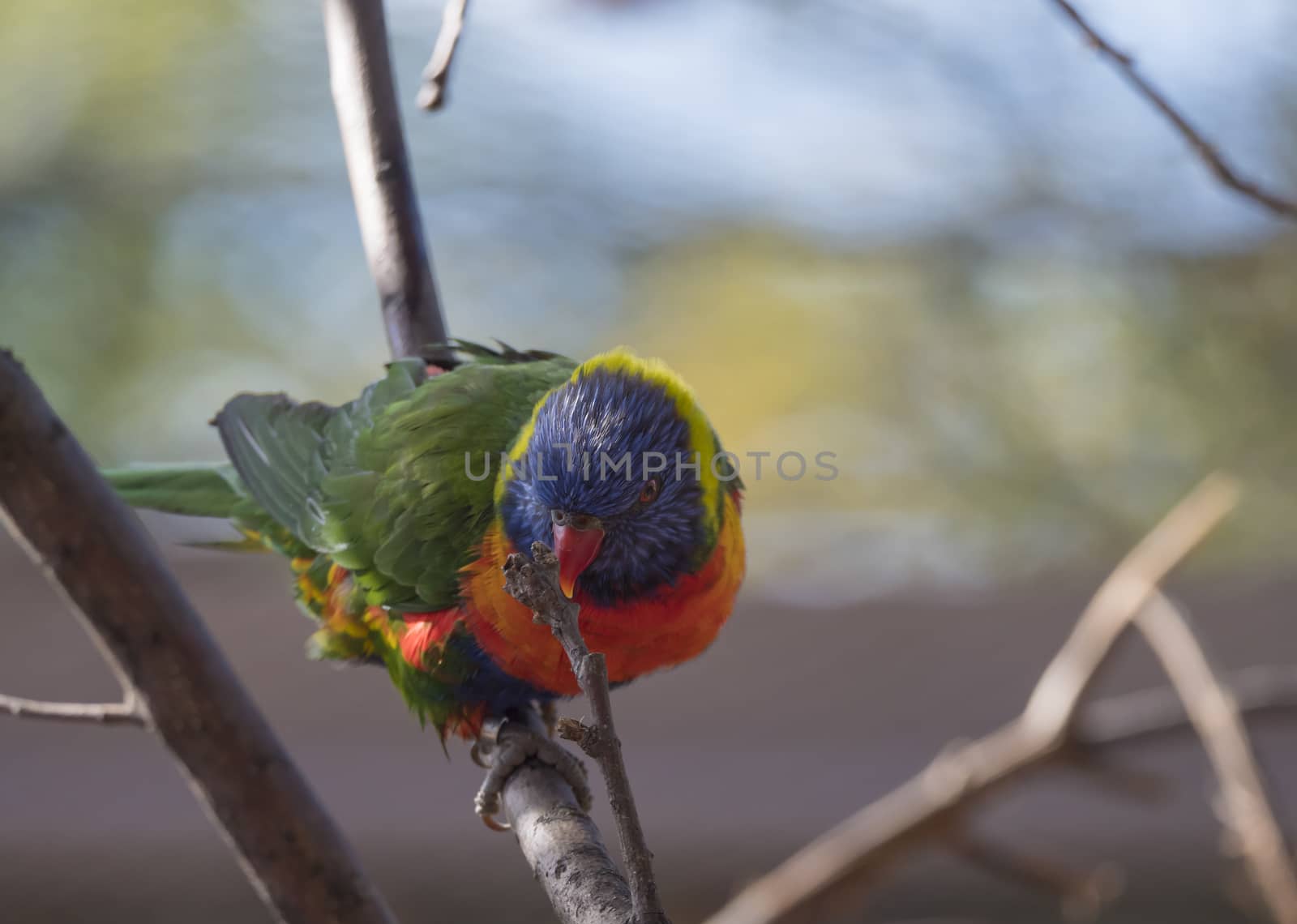 Close up exotic colorful red blue green parrot Rainbow lorikeet, Trichoglossus moluccanus, sitting on the tree branch.