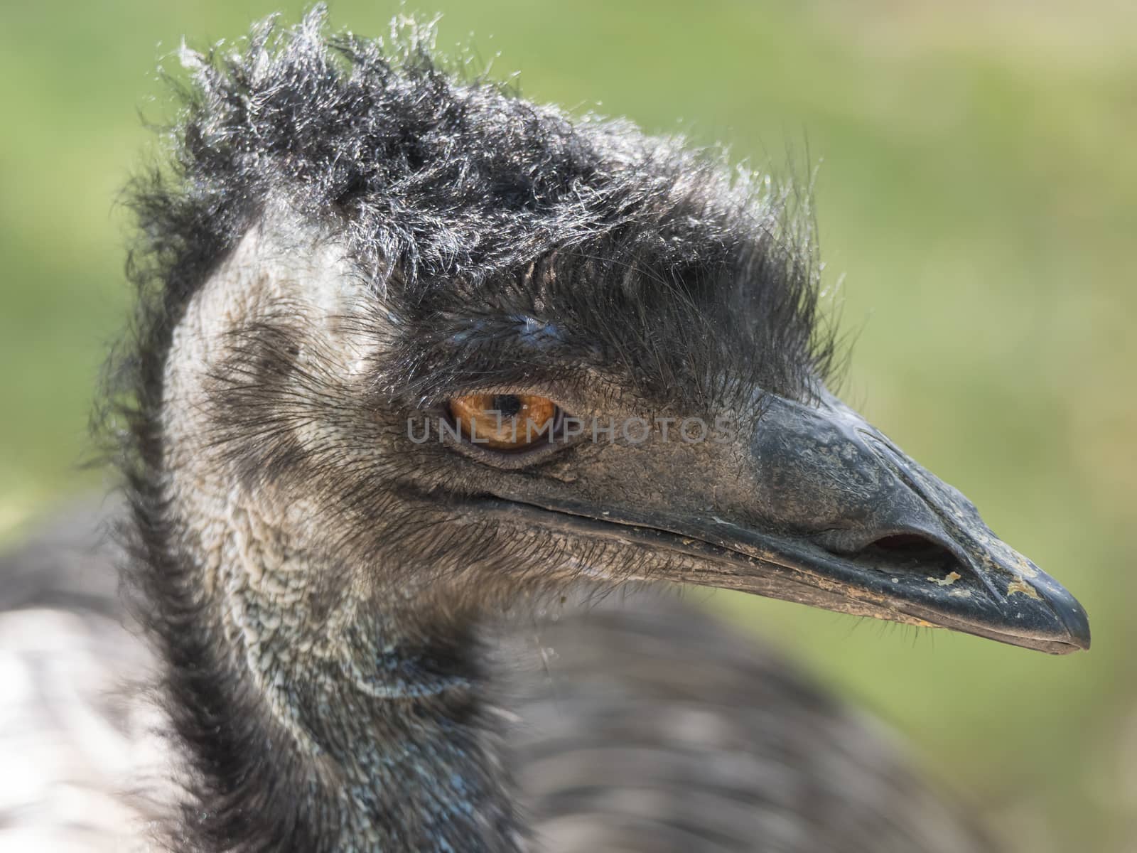 Close up profile portrait, head shot of Australian Emu,Dromaius novaehollandiae, Blurred, natural, bokeh background, Second largest bird on the world. Photography nature and animal wildlife