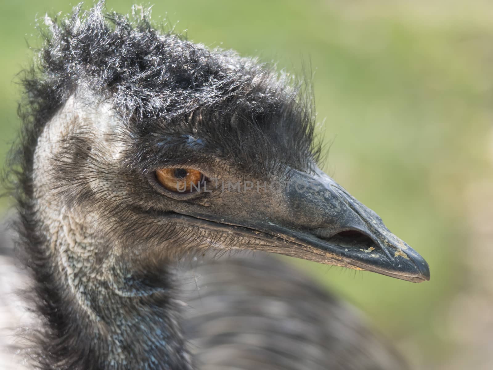 Close up profile portrait, head shot of Australian Emu,Dromaius novaehollandiae, Blurred, natural, bokeh background, Second largest bird on the world. Photography nature and animal wildlife