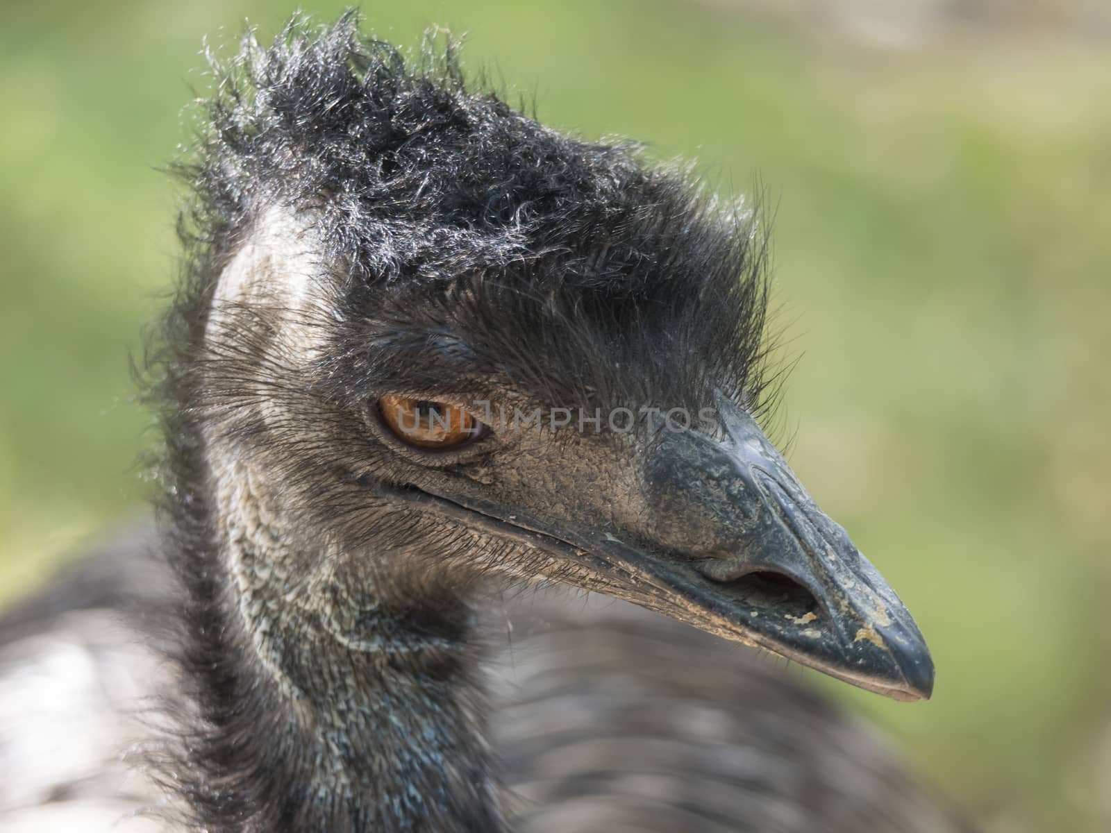 Close up profile portrait, head shot of Australian Emu,Dromaius novaehollandiae, Blurred, natural, bokeh background, Second largest bird on the world. Photography nature and animal wildlife