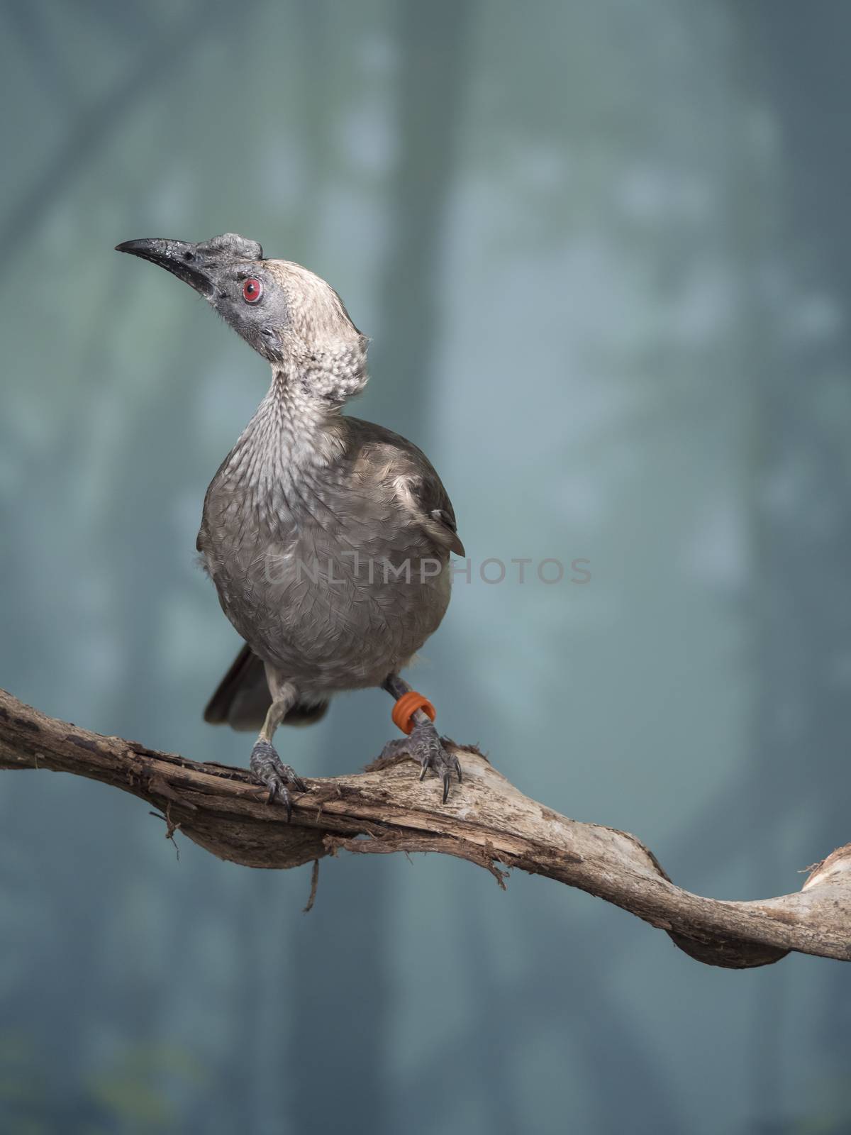 Close up portrait of helmeted friarbird, Philemon buceroides, sitting on tree branch on blue bokeh background. Very strange long head, ugly bird. Selective focus on eye