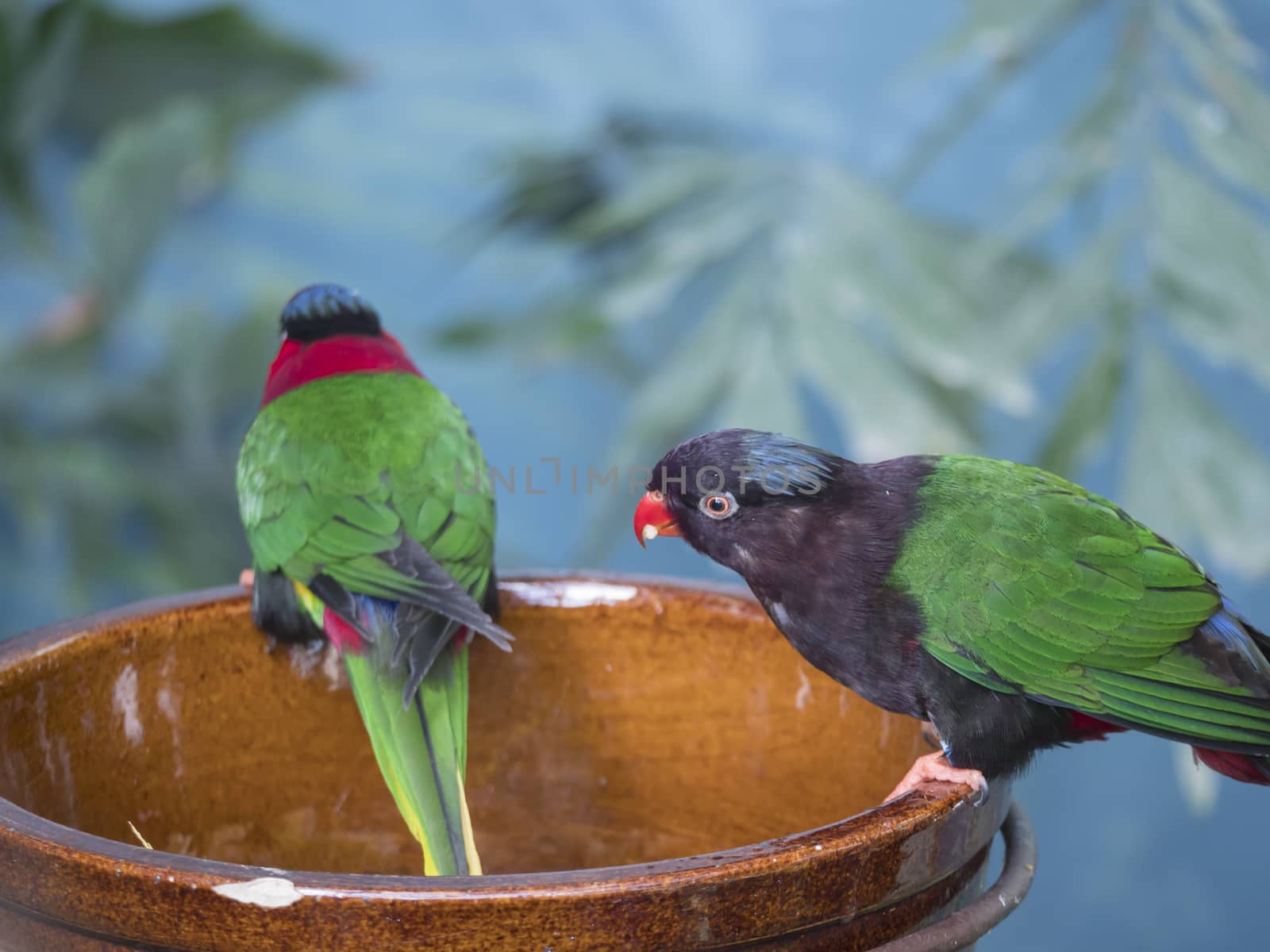 Close up exotic colorful red blue green yellow parrot Lorikeet Trichoglossus, sitting on the bowl with seeds by Henkeova