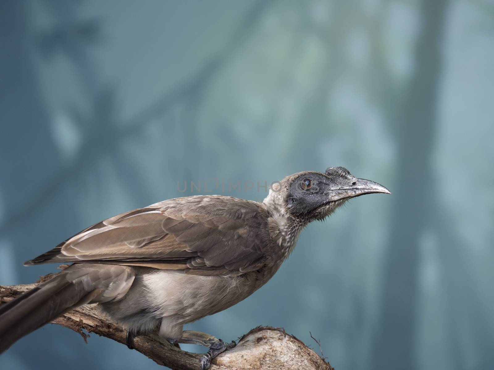 Close up portrait of helmeted friarbird, Philemon buceroides, sitting on tree branch on blue bokeh background. Very strange long head, ugly bird. Selective focus on eye. by Henkeova