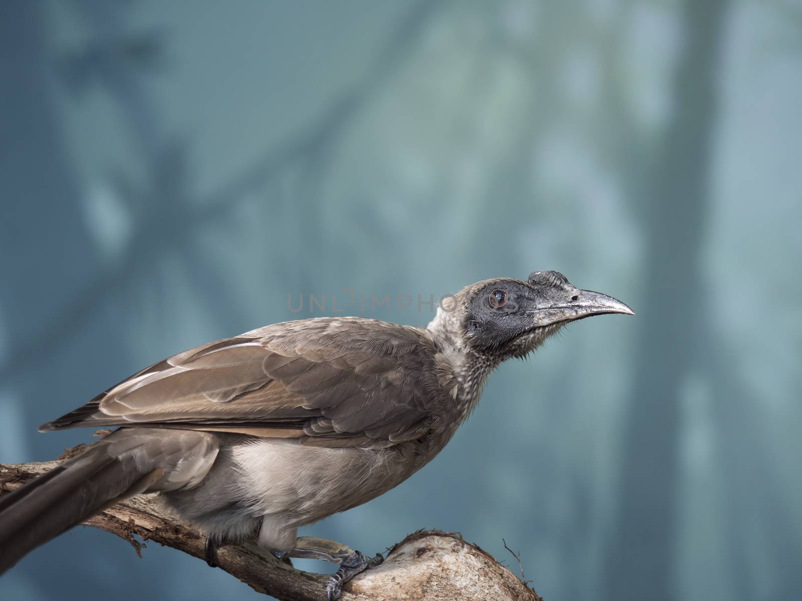 Close up portrait of helmeted friarbird, Philemon buceroides, sitting on tree branch on blue bokeh background. Very strange long head, ugly bird. Selective focus on eye