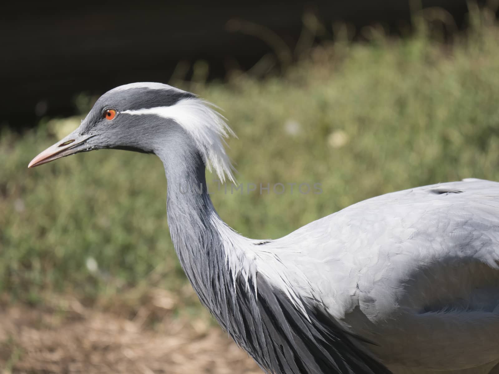 Detail profile portrait of beautiful Demoiselle Crane, Anthropoides virgo. Bird in green nature habitat. Wildlife scene, crane portrait. Bokeh green grass backgoround.