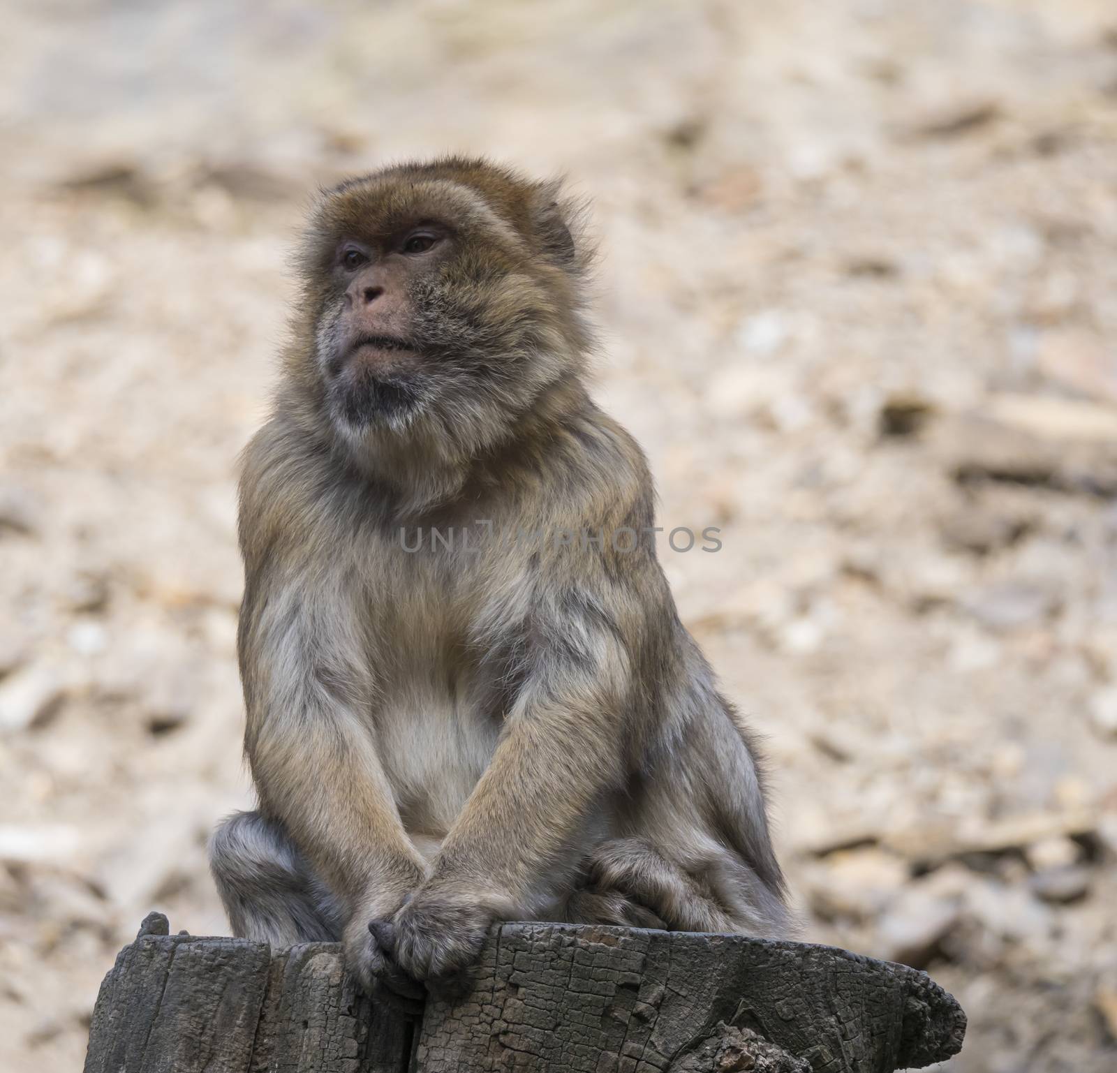 Close up portrait of Barbary macaque, Macaca sitting on the tree trunk stump, selective focus, copy space for text. by Henkeova