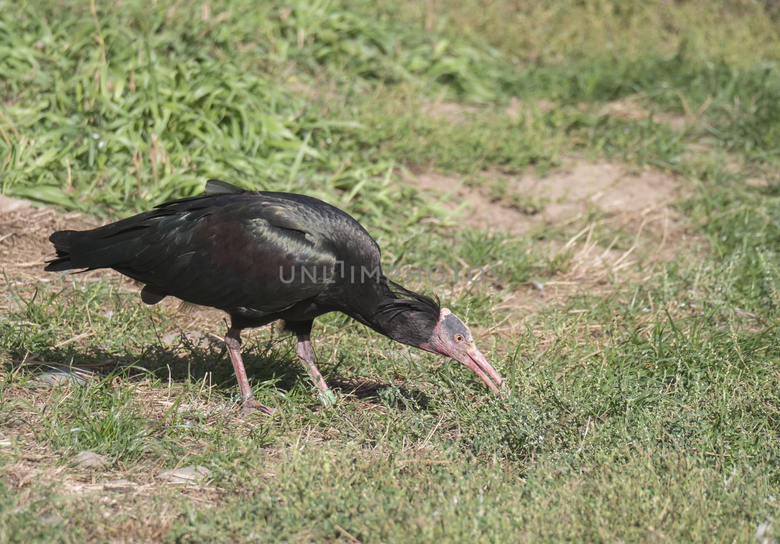 Portrait of Northern bald ibis, hermit ibis, Geronticus eremita, looking for food in green grass. Strange ugly looking bird with featherless head by Henkeova