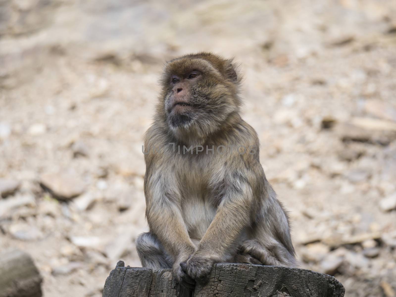 Close up portrait of Barbary macaque, Macaca sitting on the tree trunk stump, selective focus, copy space for text