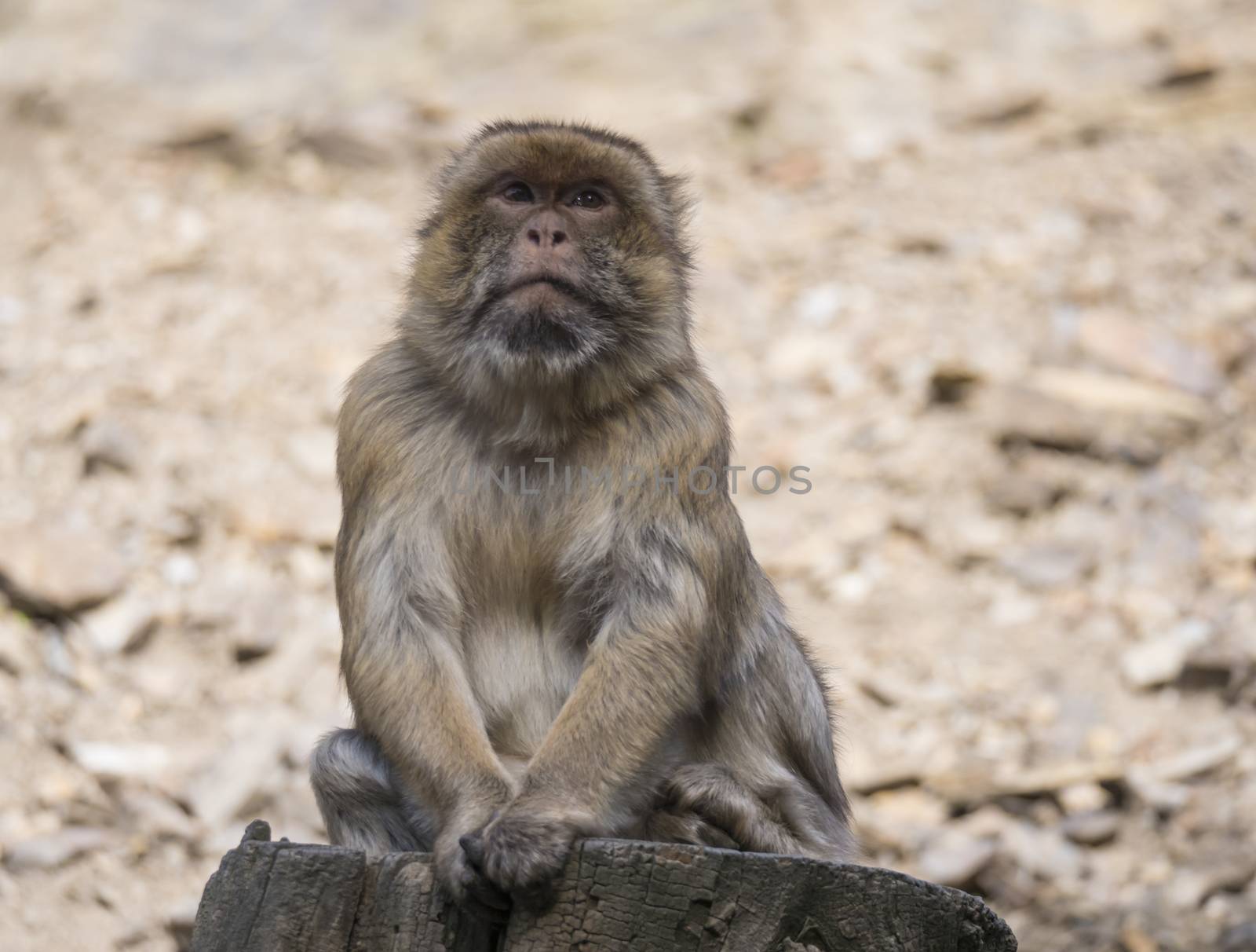 Close up portrait of Barbary macaque, Macaca sitting on the tree trunk stump, selective focus, copy space for text. by Henkeova