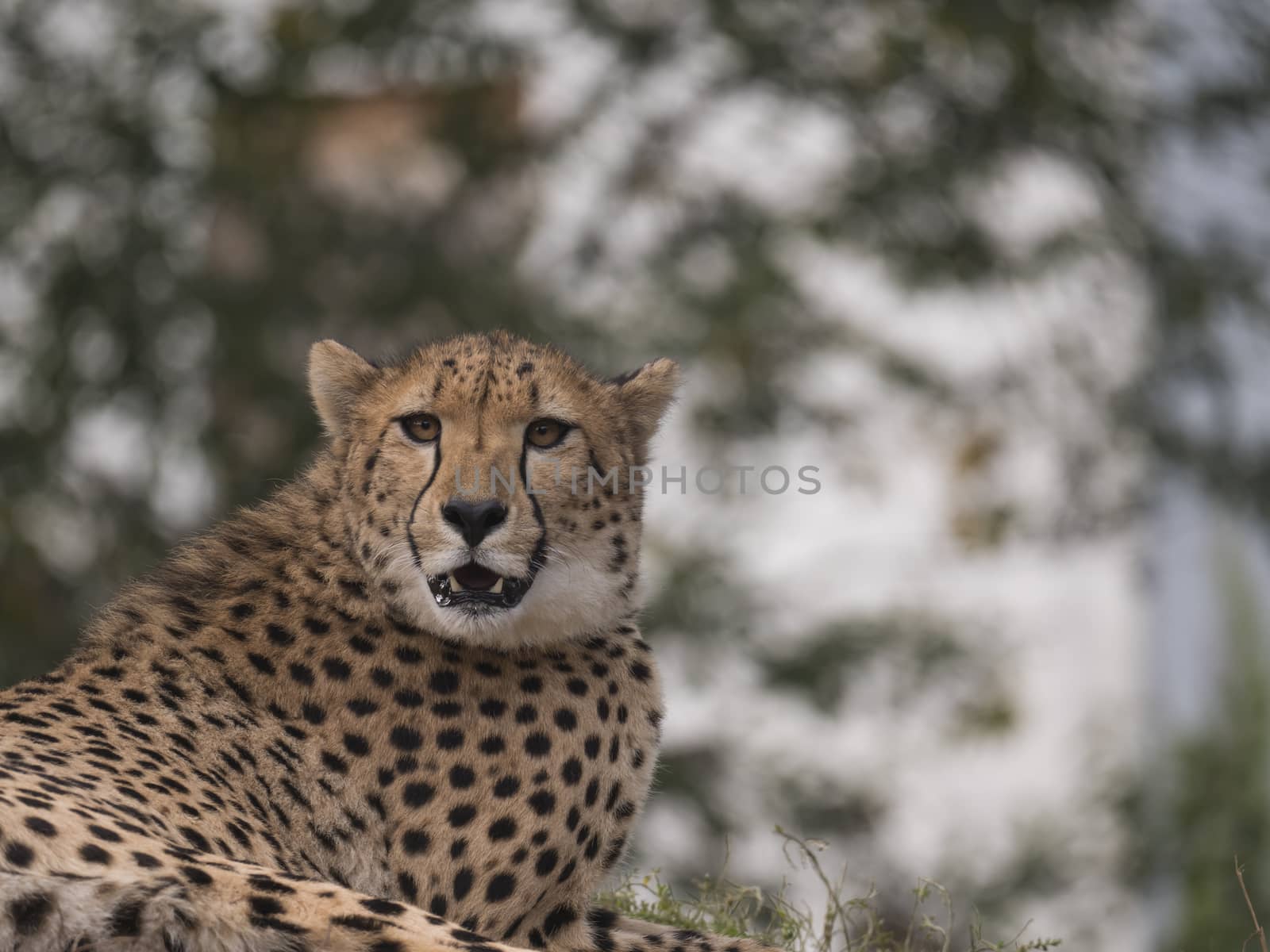 Close up head and shoulders portrait of adult Cheetah, Acinonyx jubatus resting lying on tree, green bokeh lights background, selective focus.