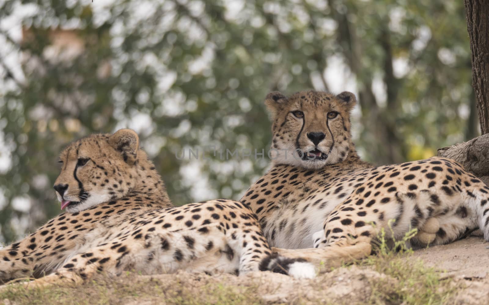 Couple of Cheetah, Acinonyx jubatus resting lying on tree, green bokeh lights background, selective focus by Henkeova
