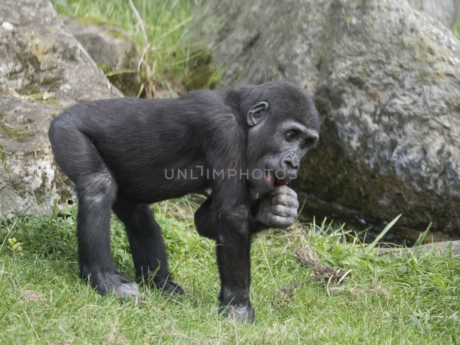 Portrait of small cute Western lowland gorilla infant baby, Gorilla gorilla eating or chewing twigs, grass and rock background selective focus by Henkeova
