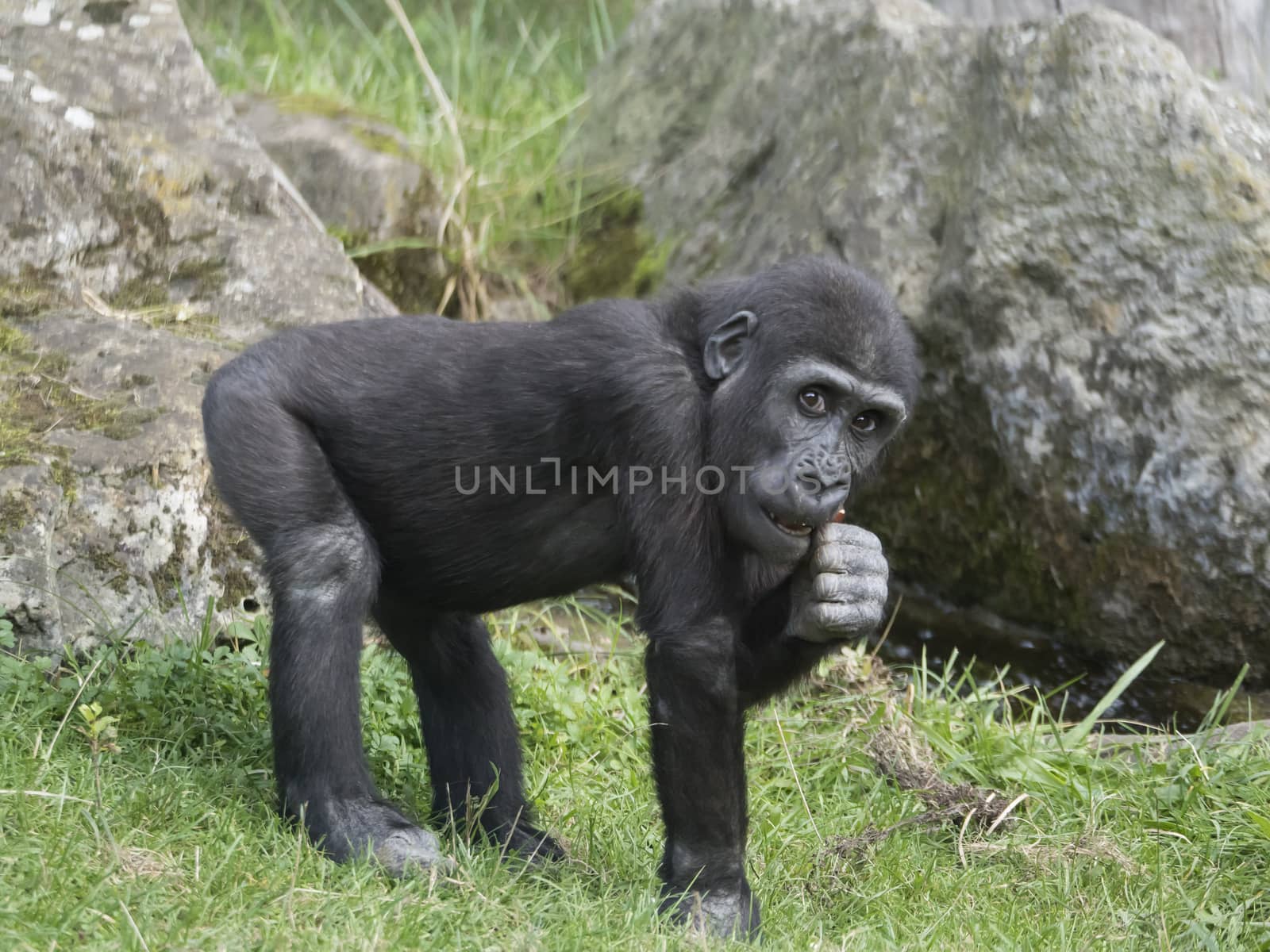 Portrait of small cute Western lowland gorilla infant baby, Gorilla gorilla eating or chewing twigs, grass and rock background selective focus by Henkeova