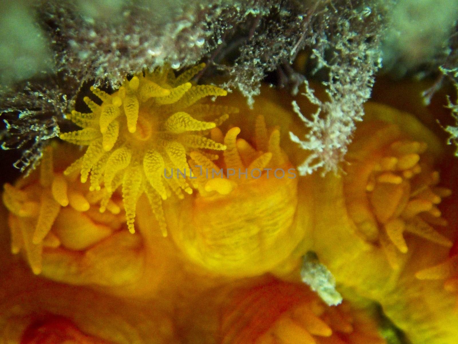 Orange Sun Coral, or Tubastrea Faulkneri, in warm Maltese waters