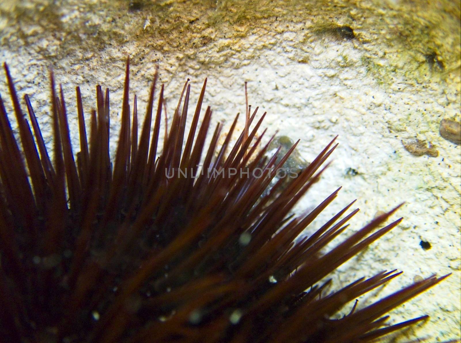Sea Urchin Legs by PhotoWorks