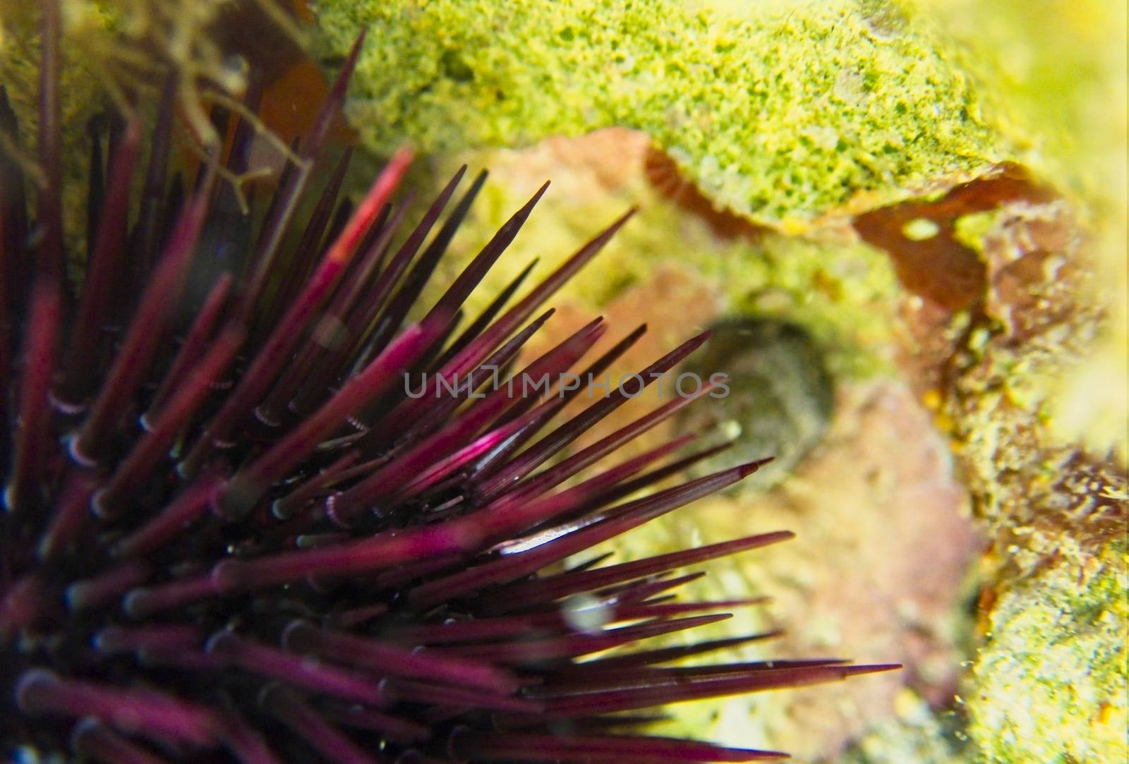 Sea Urchin by PhotoWorks