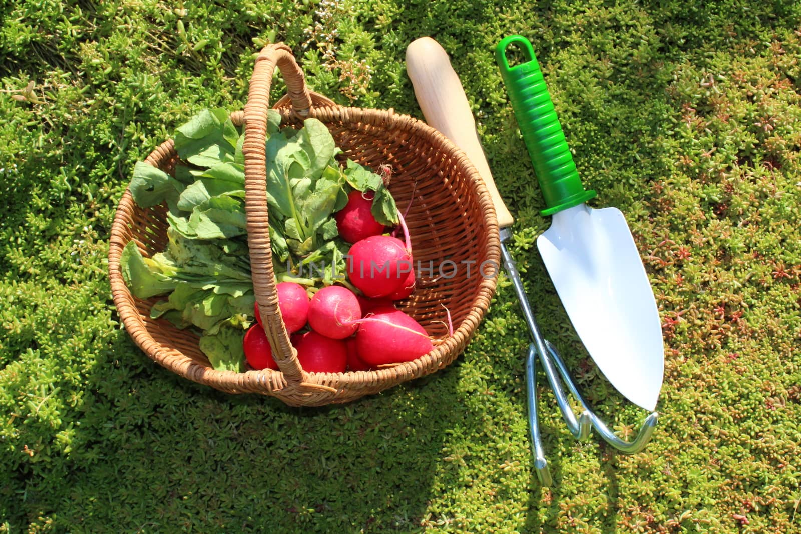 radish in a basket in the garden by martina_unbehauen