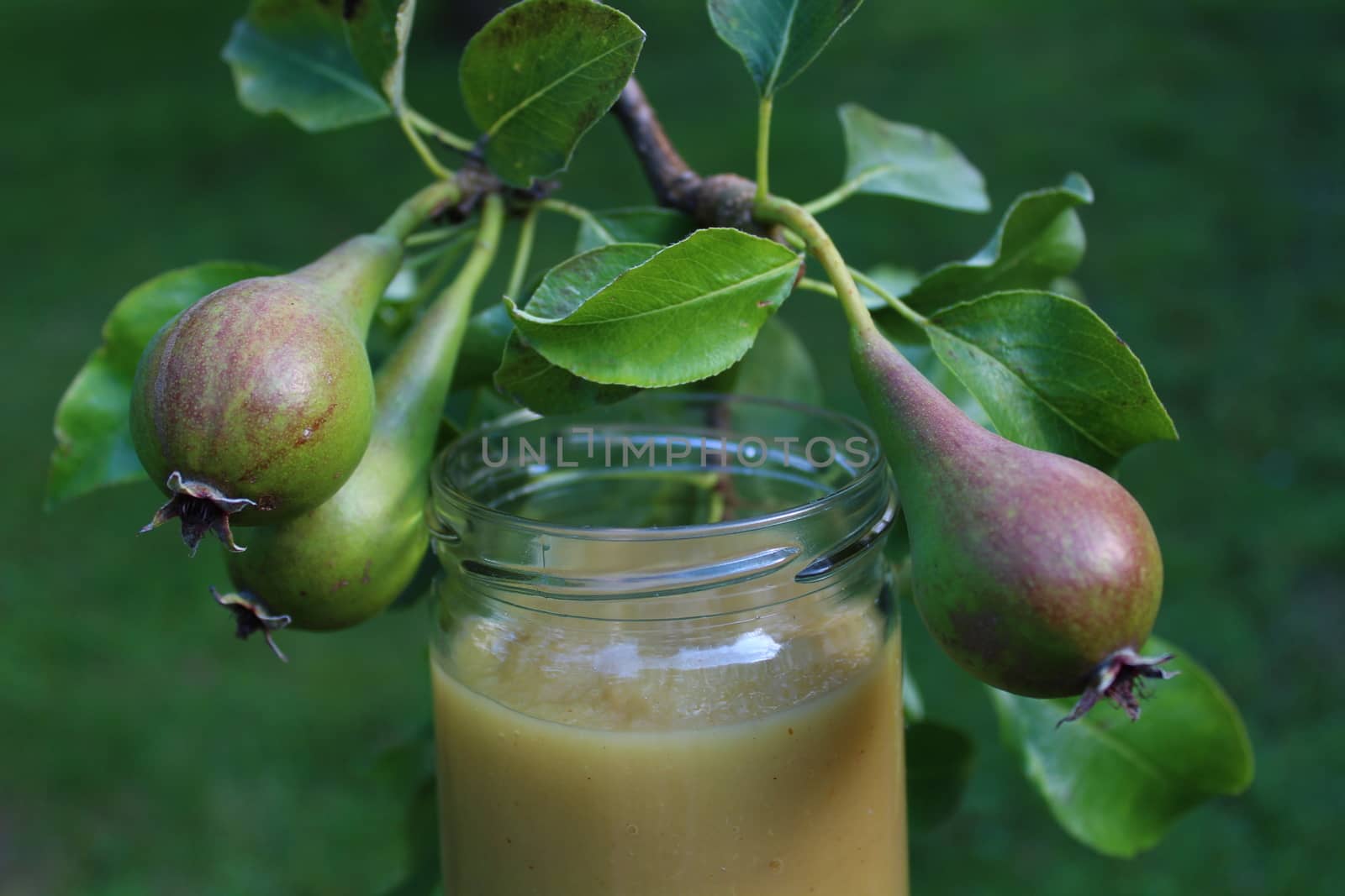 pear sauce in front of a pear tree by martina_unbehauen