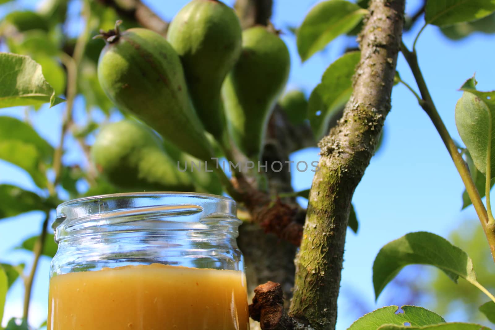 pear sauce in front of a pear tree by martina_unbehauen