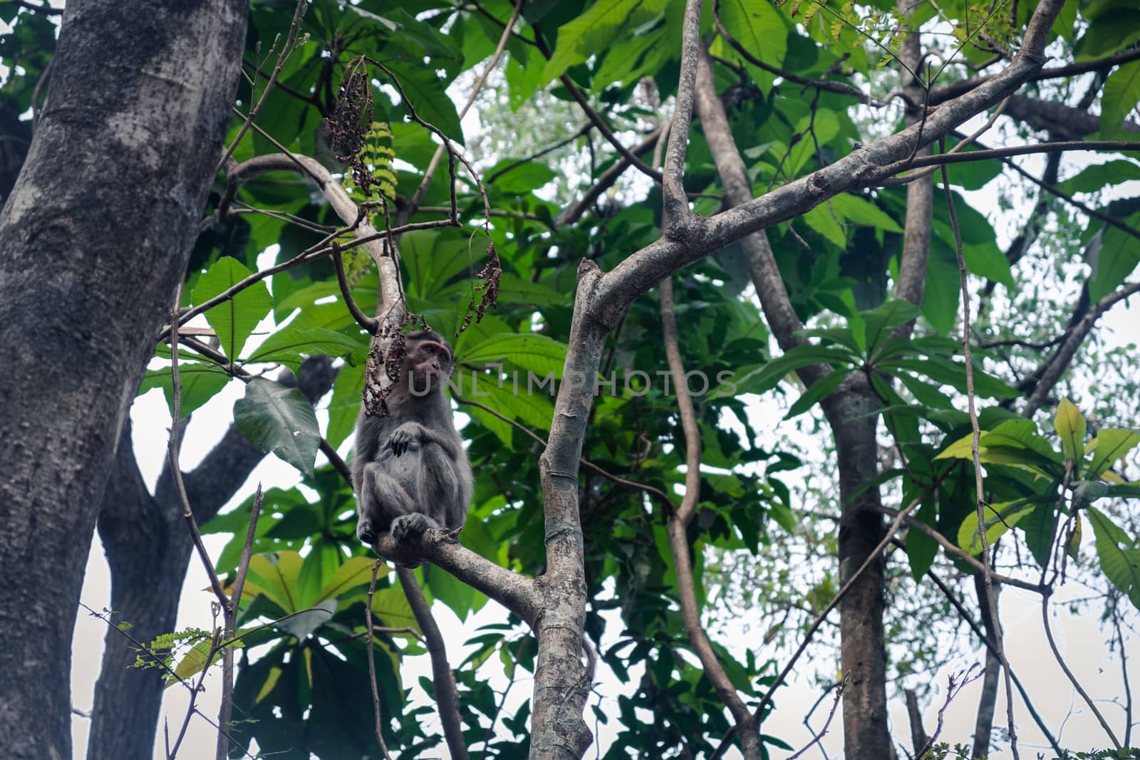 Monkey On Branch by snep_photo