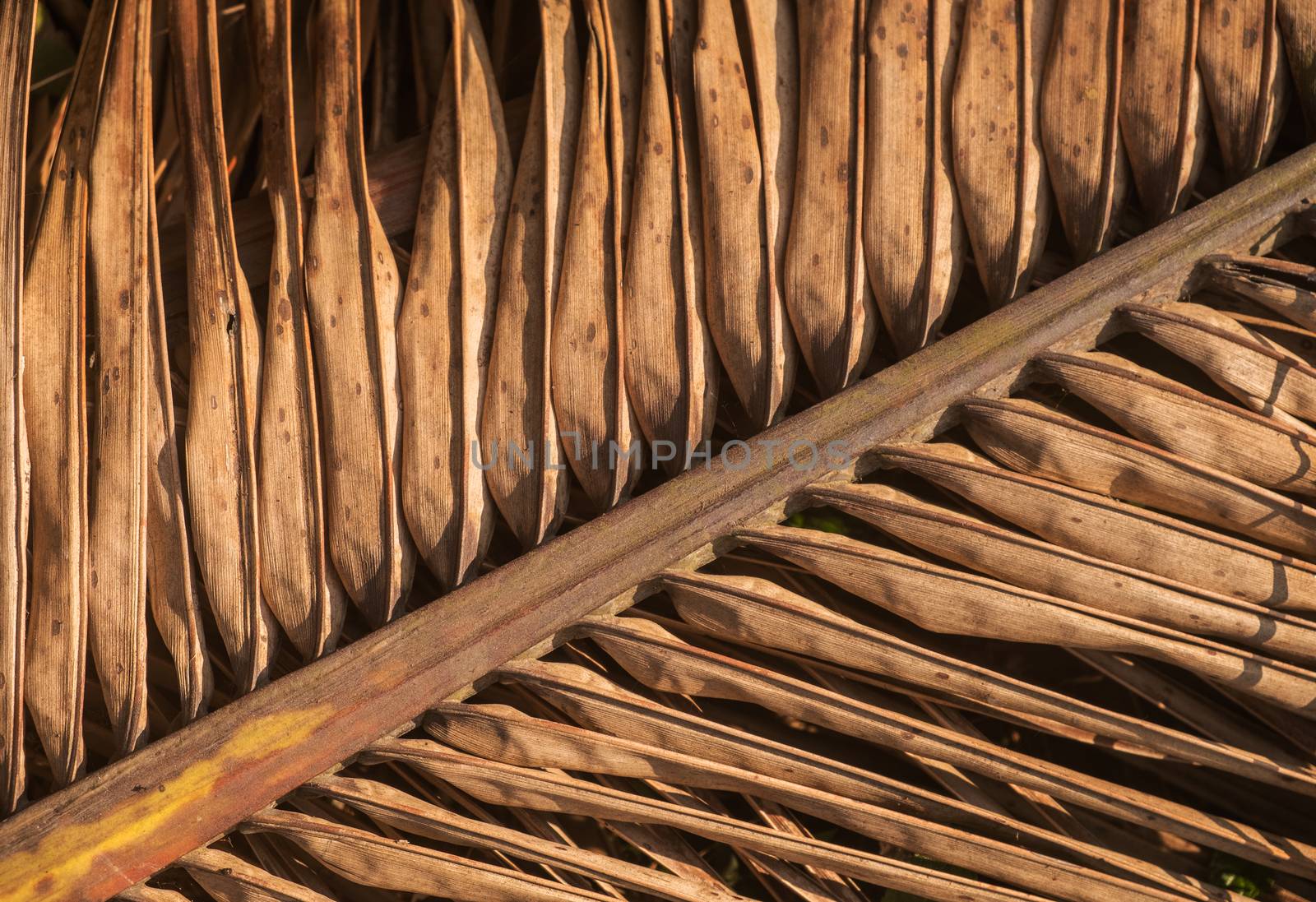 Dry Palm Leaf by snep_photo