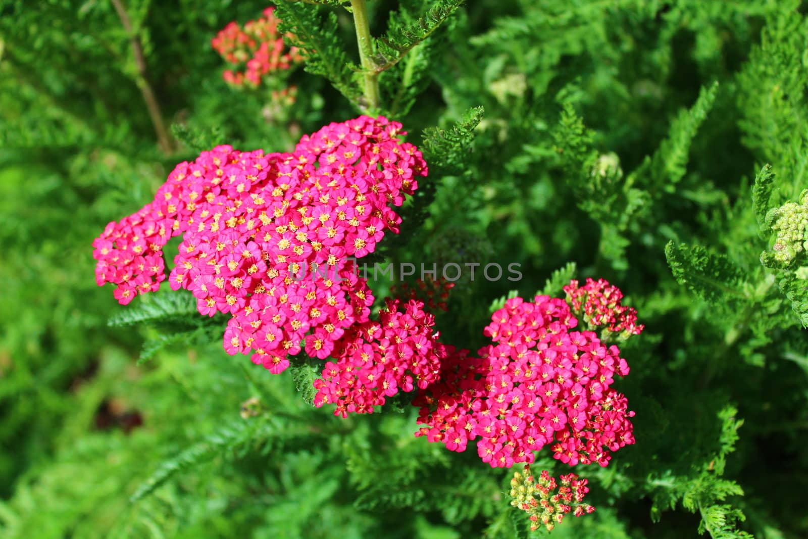 The picture shows pink blossoming yarrow in the garden