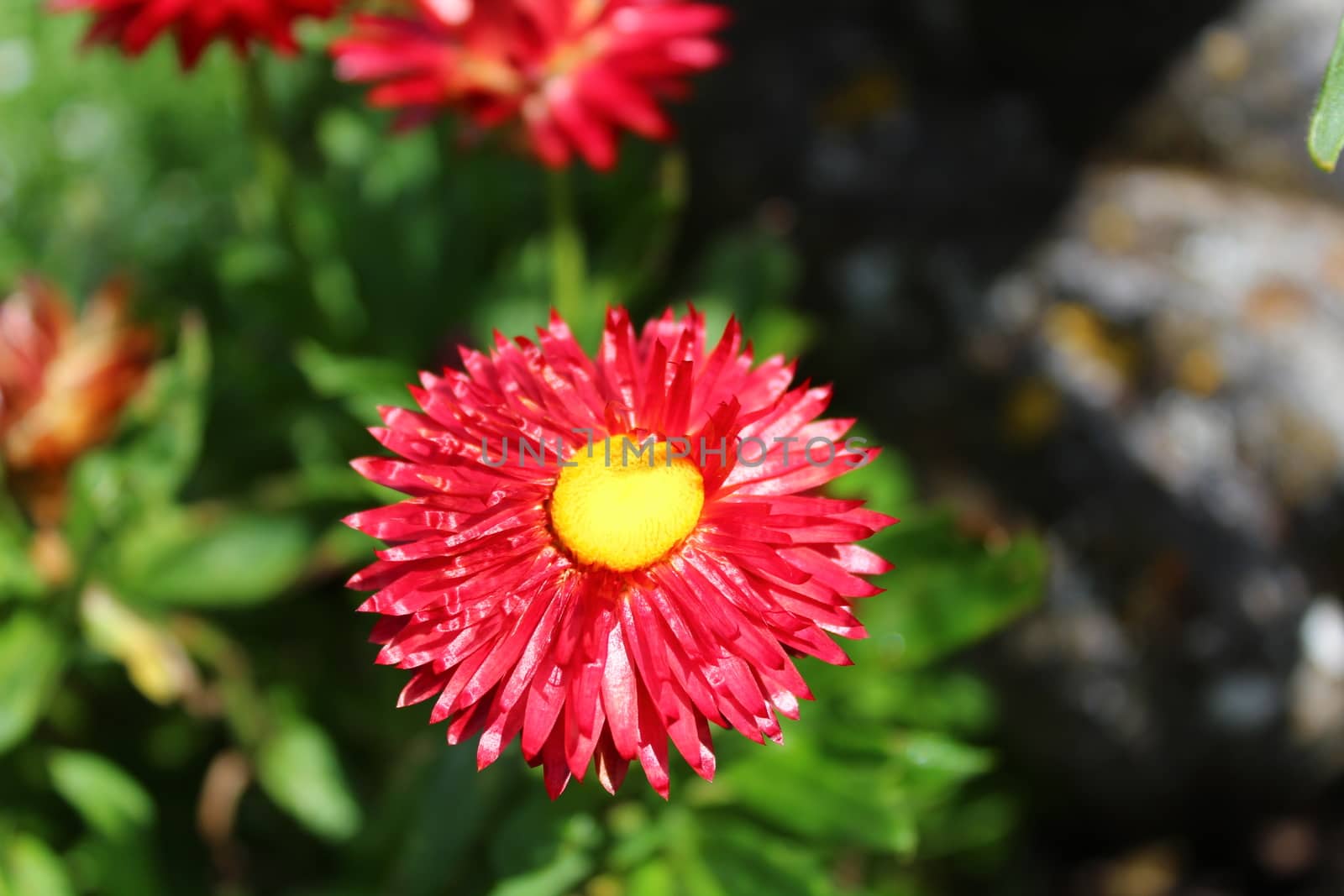 The picture shows everlasting flower in the garden