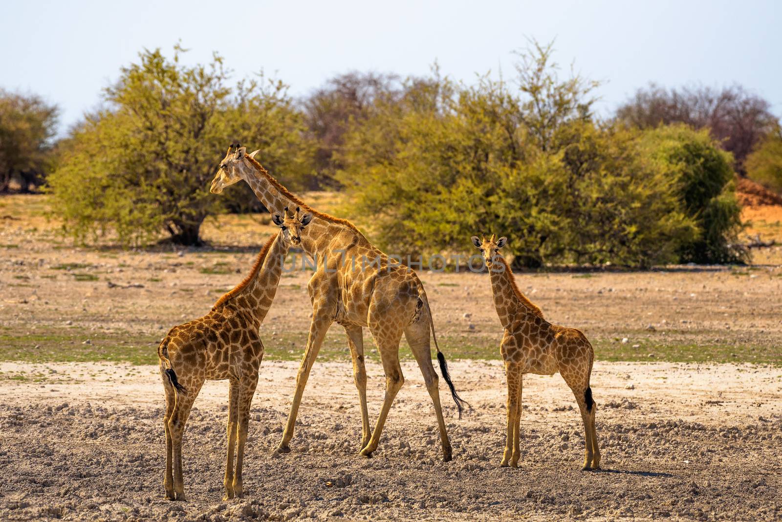 Three Giraffes look into camera in Etosha National Park, Namibia.