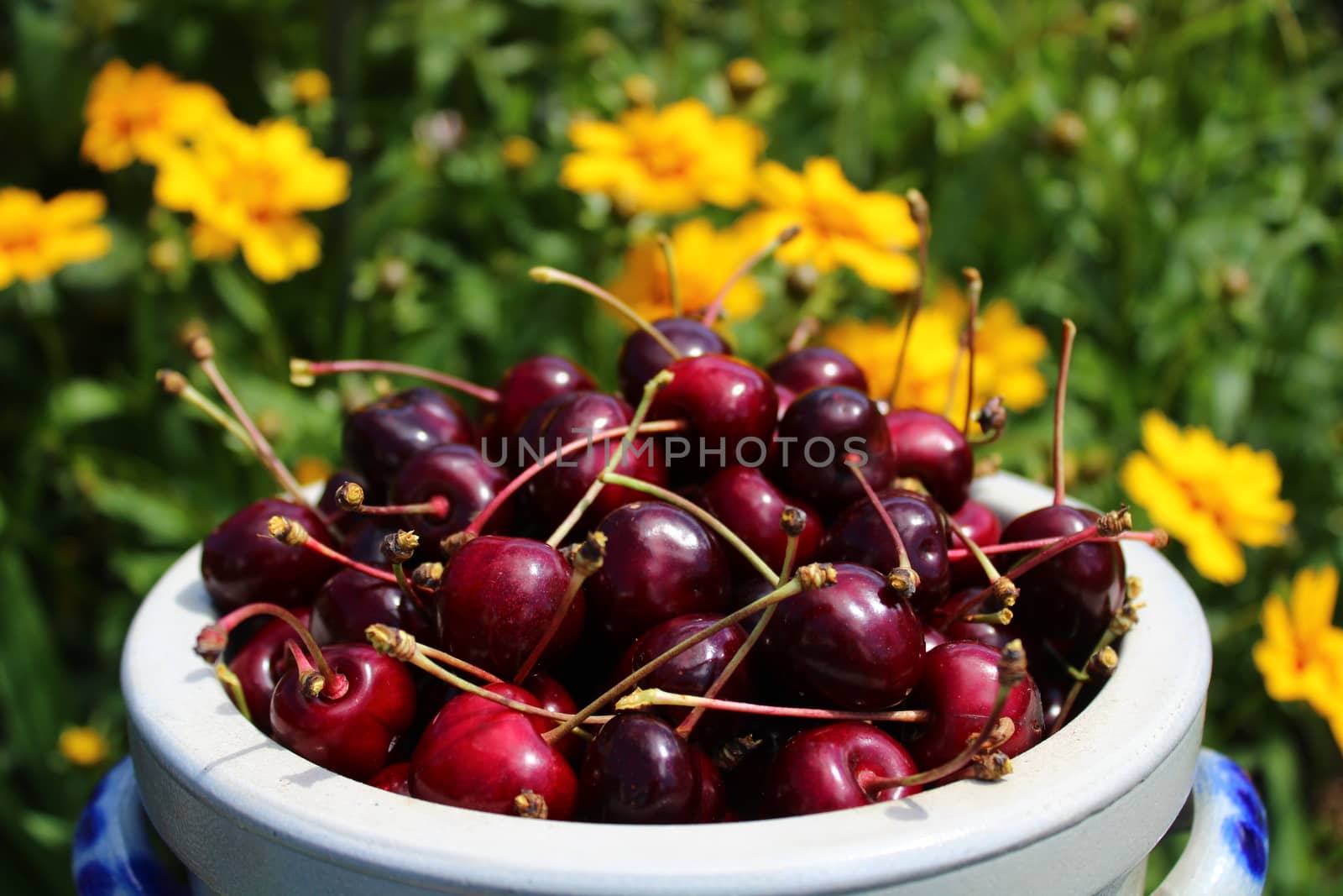 The picture shows harvested cherries in the garden