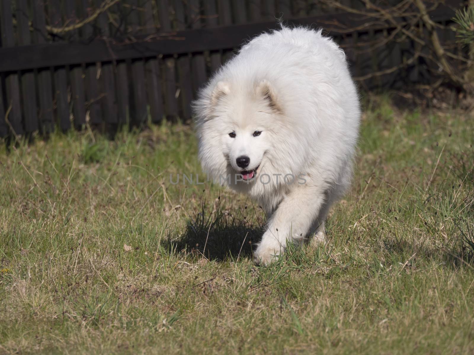 young Samoyed dog with white fluffy coat and tongue sticking out walking on the green grass garden. Cute happy Russian Bjelkier dog is a breed of large herding dogs