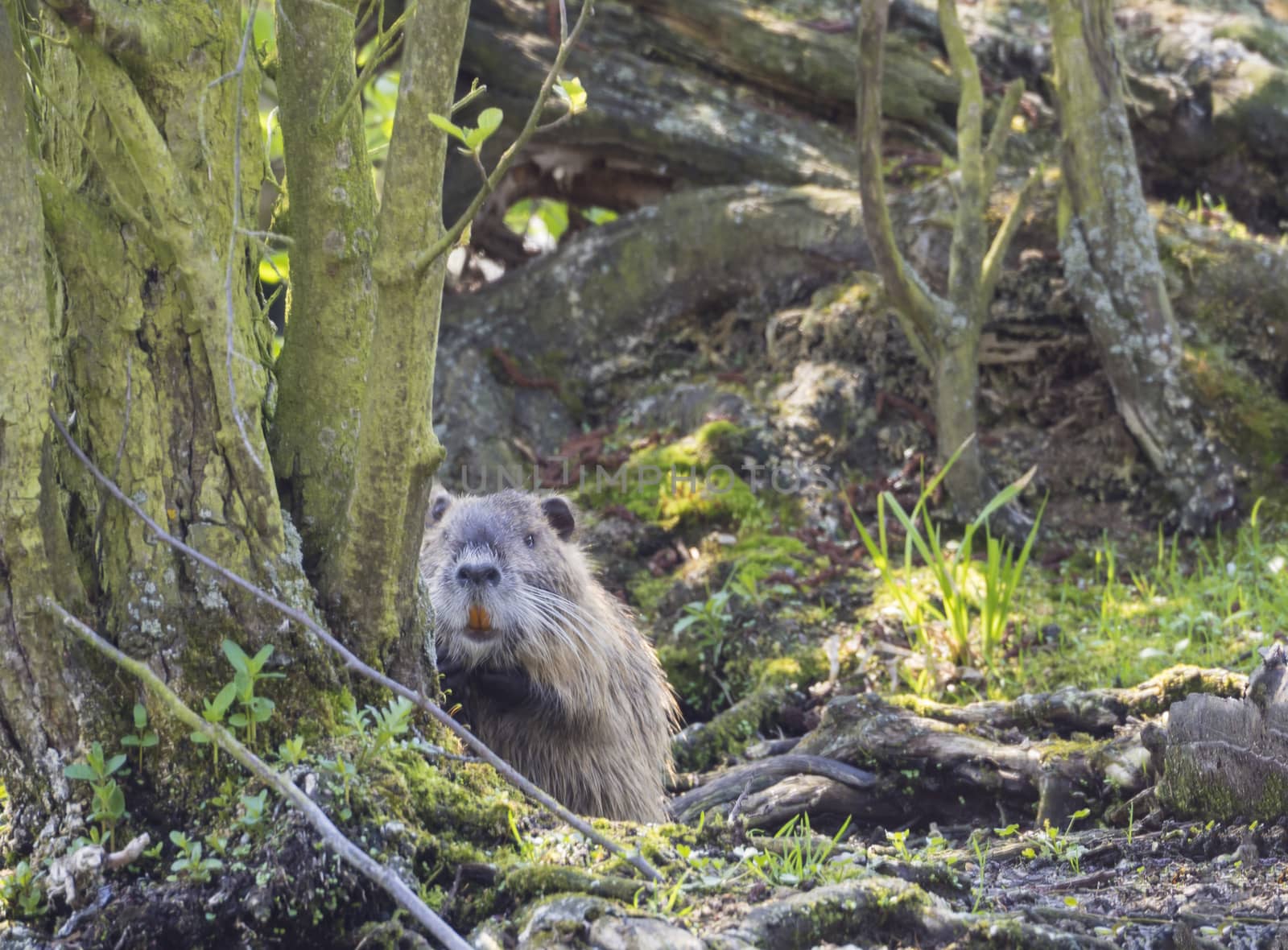  muskrat (Ondatra zibethicus) looking up from mossy trees and gr by Henkeova