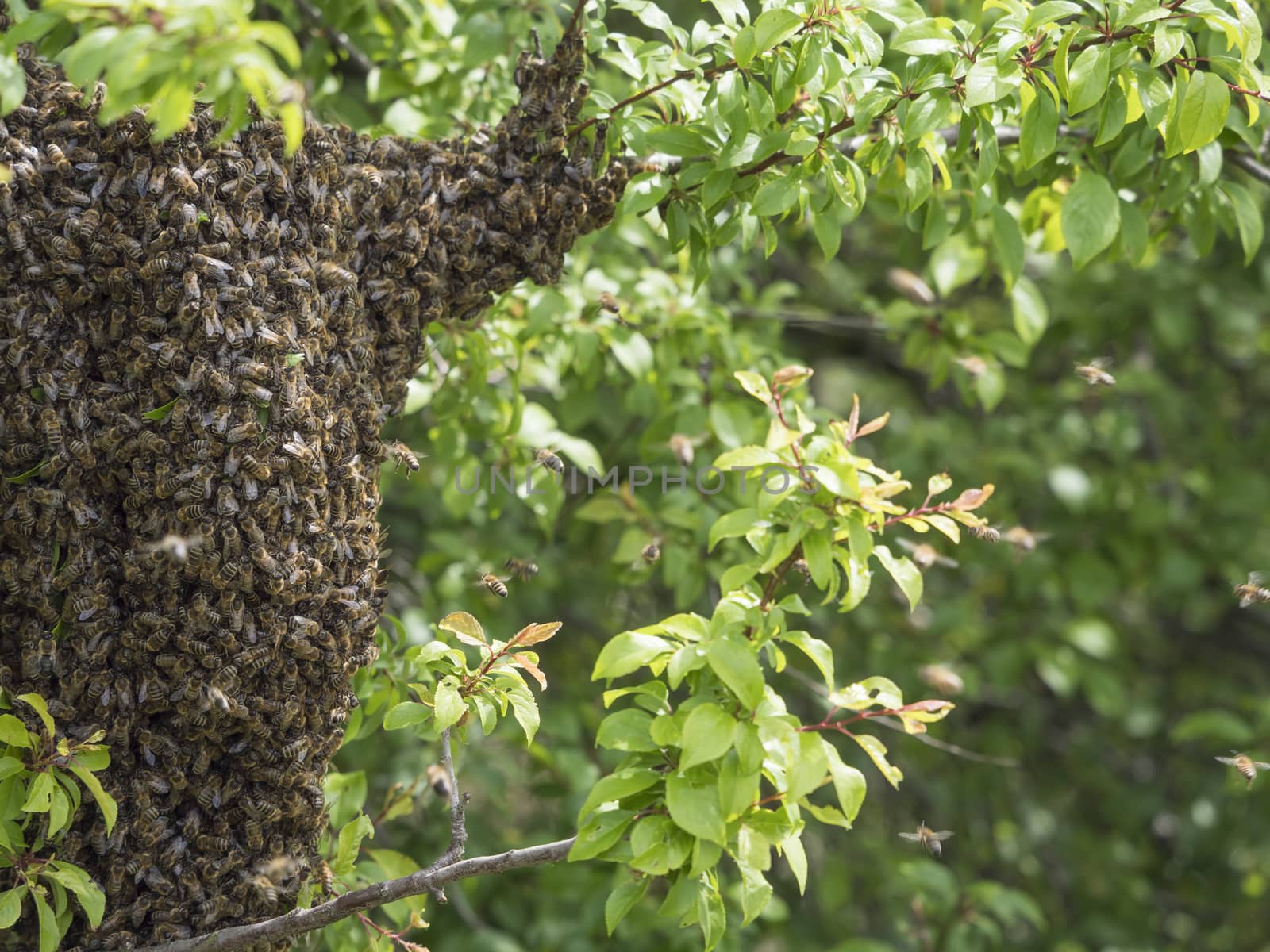 close up wild hive with cluster or swarm of bees on tree branch by Henkeova
