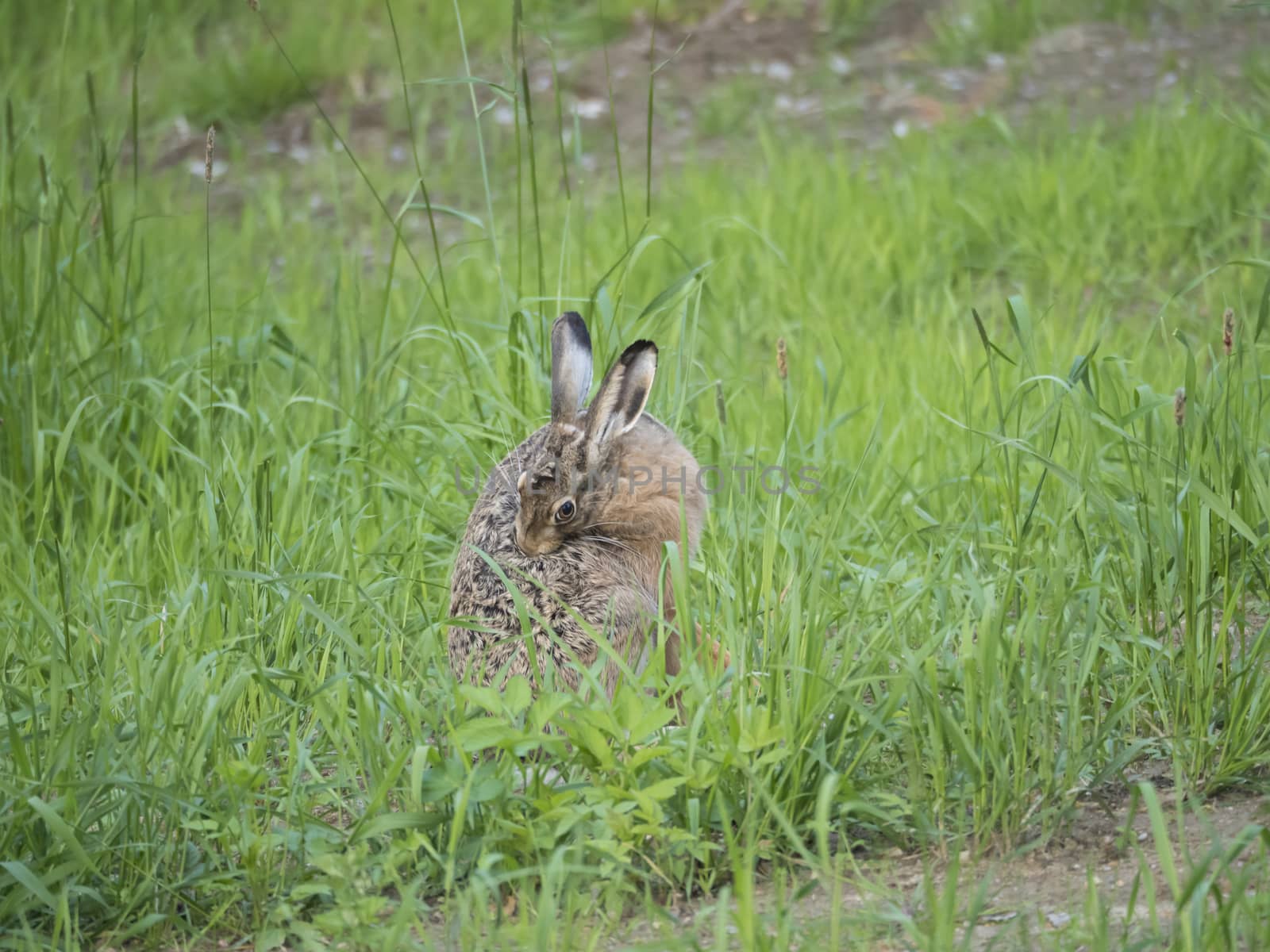 European hare Lepus europaeus, also known as the brown hare sitting in a grass meadow and cleaning his fur. Selective focus, copy space for text