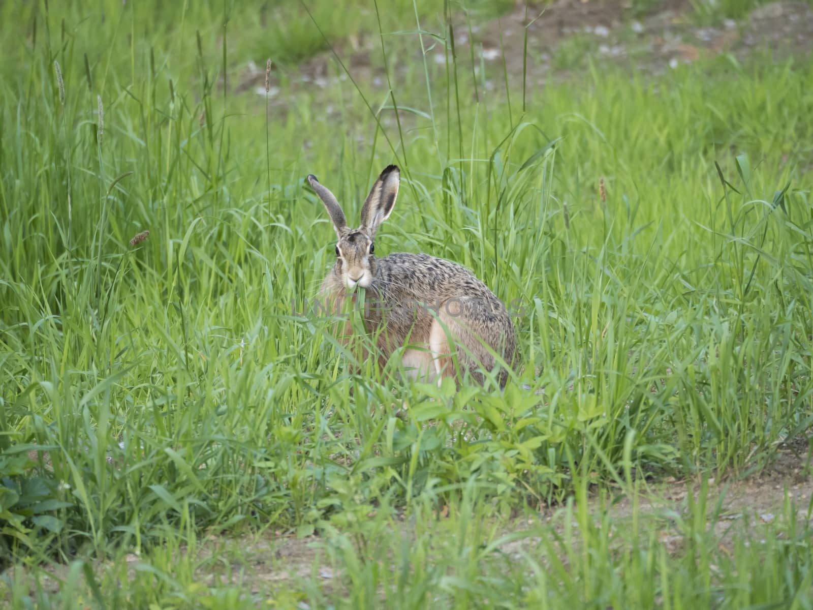 European hare Lepus europaeus, also known as the brown hare sitting in a grass meadow and eating grass leaves. Selective focus, copy space for text. by Henkeova