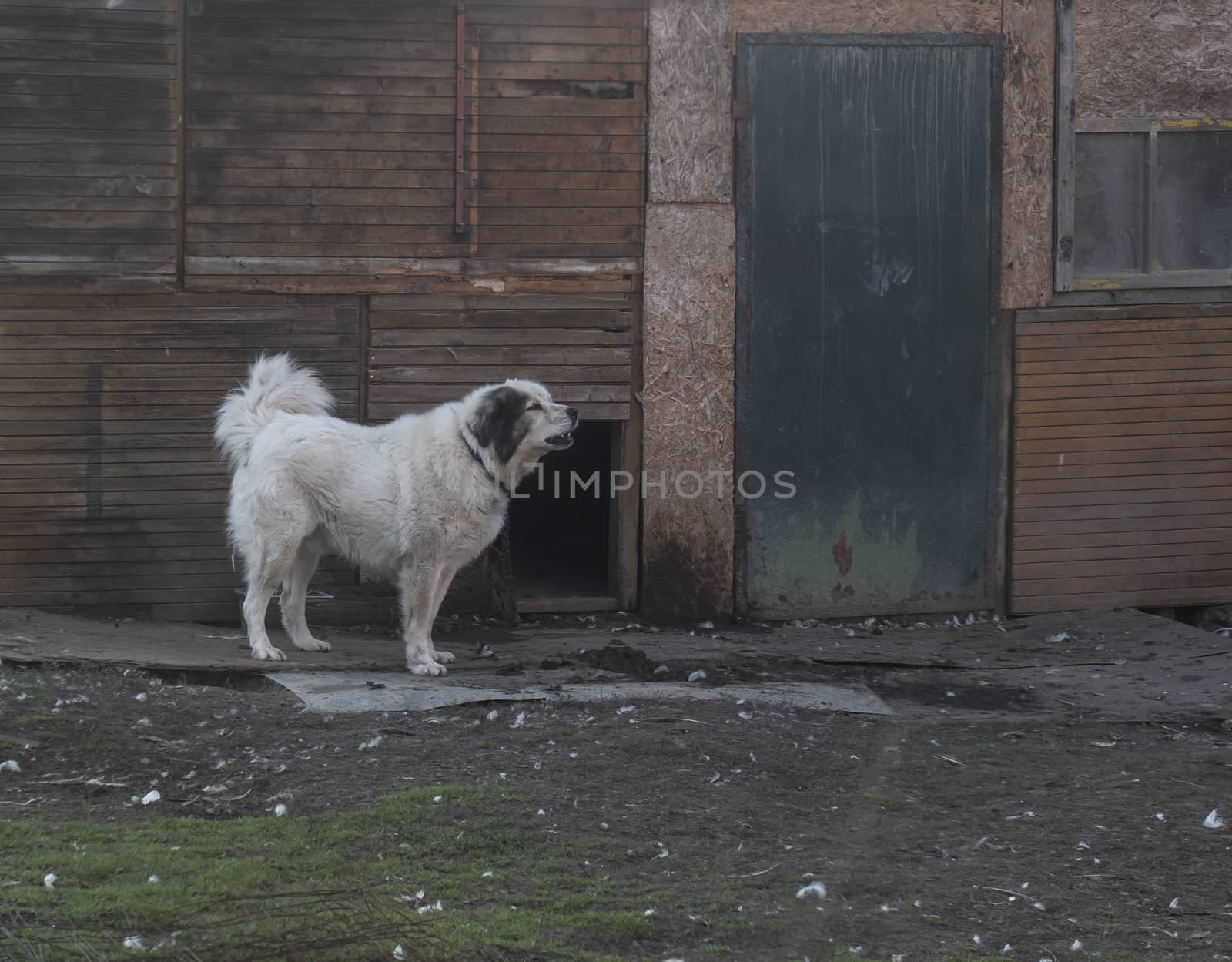 White flufy watchdog dog on chain standing in the yard of wooden shabby house. Muted color, vinage look
