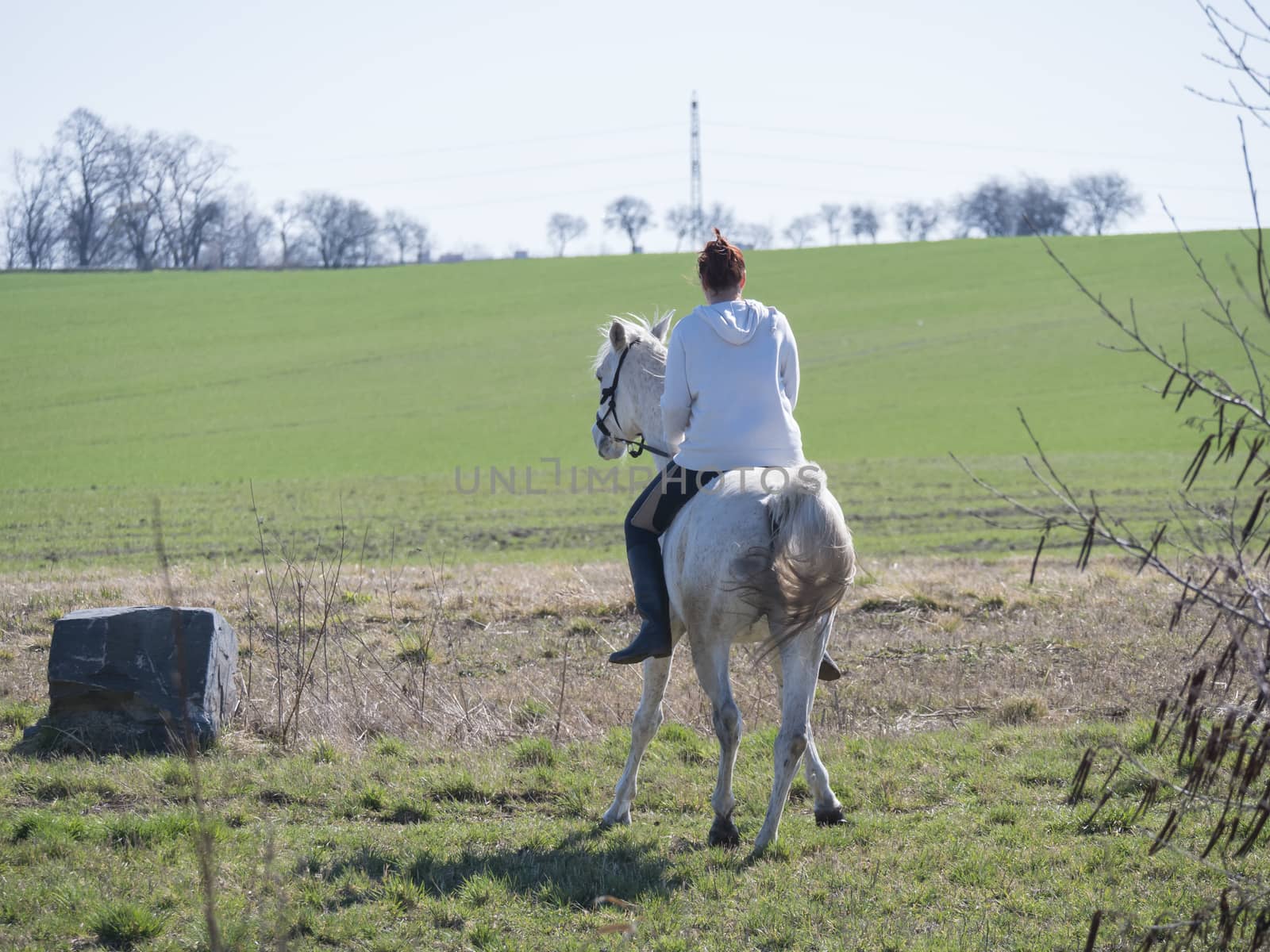 Young sport woman, redhead girl riding on white horse walking backwards at green spring field at city. Seen from back by Henkeova