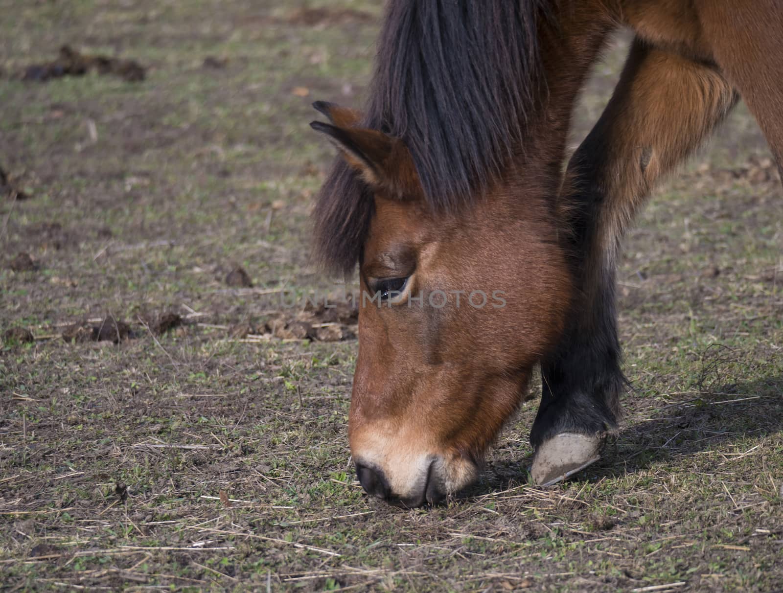close up head of ginger brown horse grazing eating grass on dirt meadow in late autumn in Prague park, focus on eye