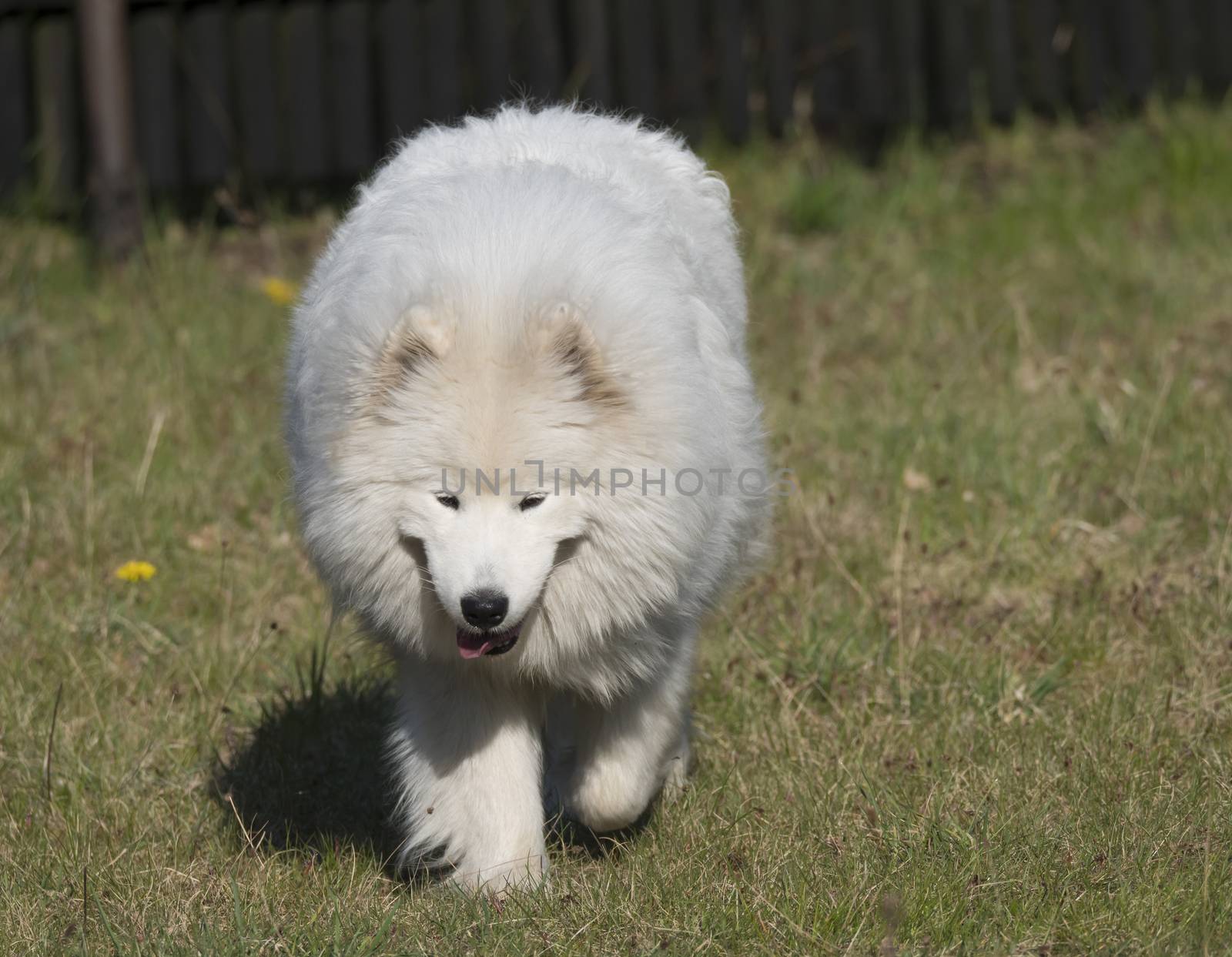 young Samoyed dog with white fluffy coat and tongue sticking out walking on the green grass garden. Cute happy Russian Bjelkier dog is a breed of large herding dogs