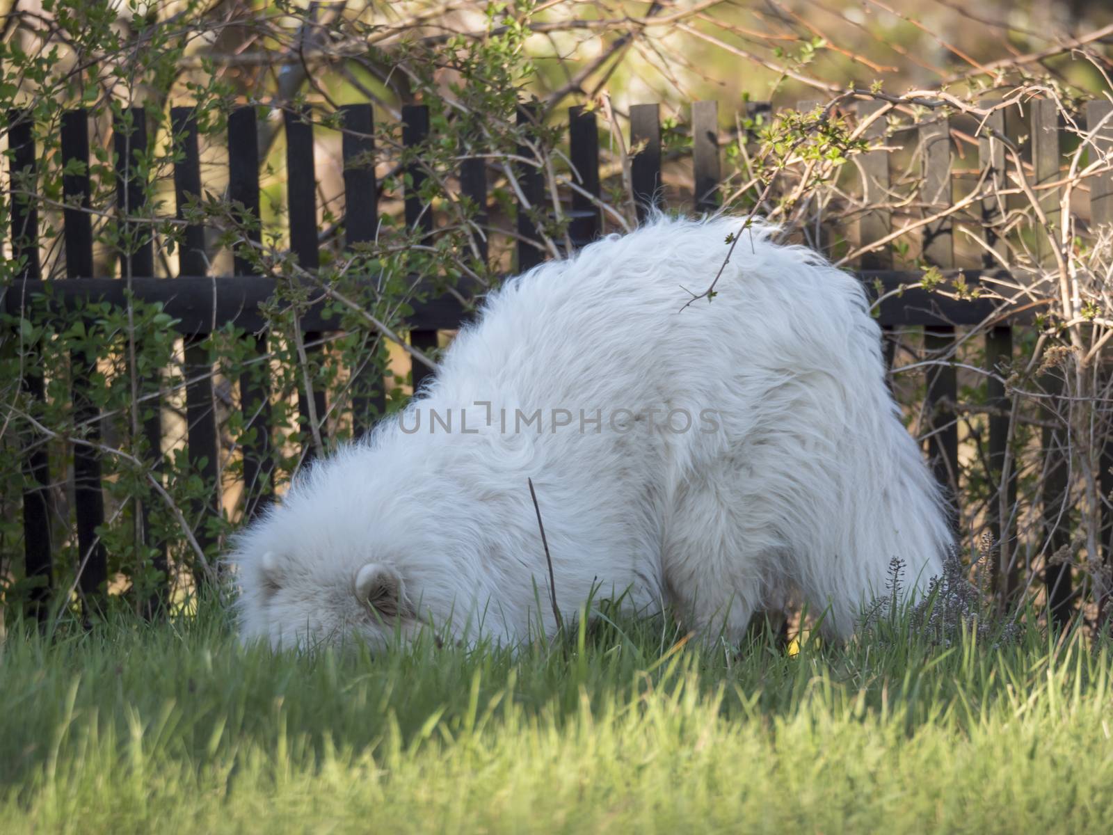 young Samoyed dog with white fluffy coat digging and sniffing at green grass garden. Cute happy Russian Bjelkier dog is a breed of large herding dogs. by Henkeova