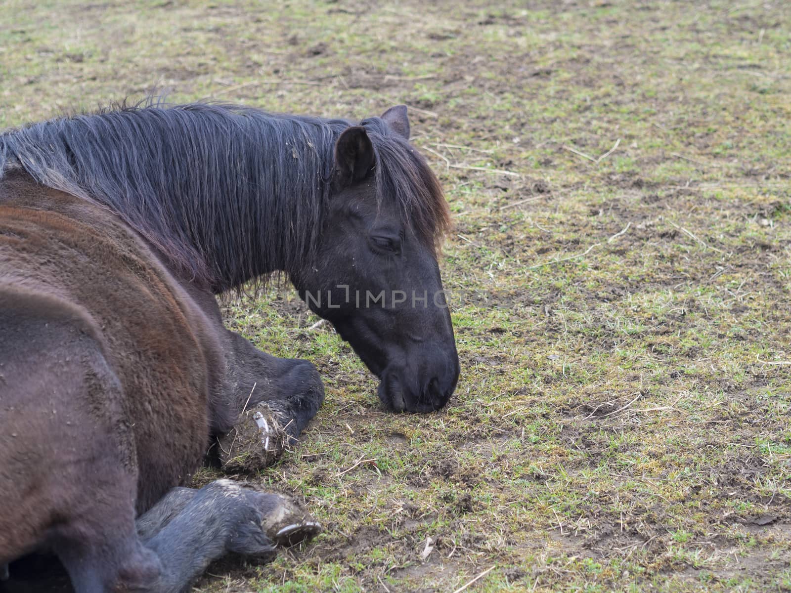 close up dirty ginger brown horse lying on mug green grass meadow, sad or ill look, selective focus on head
