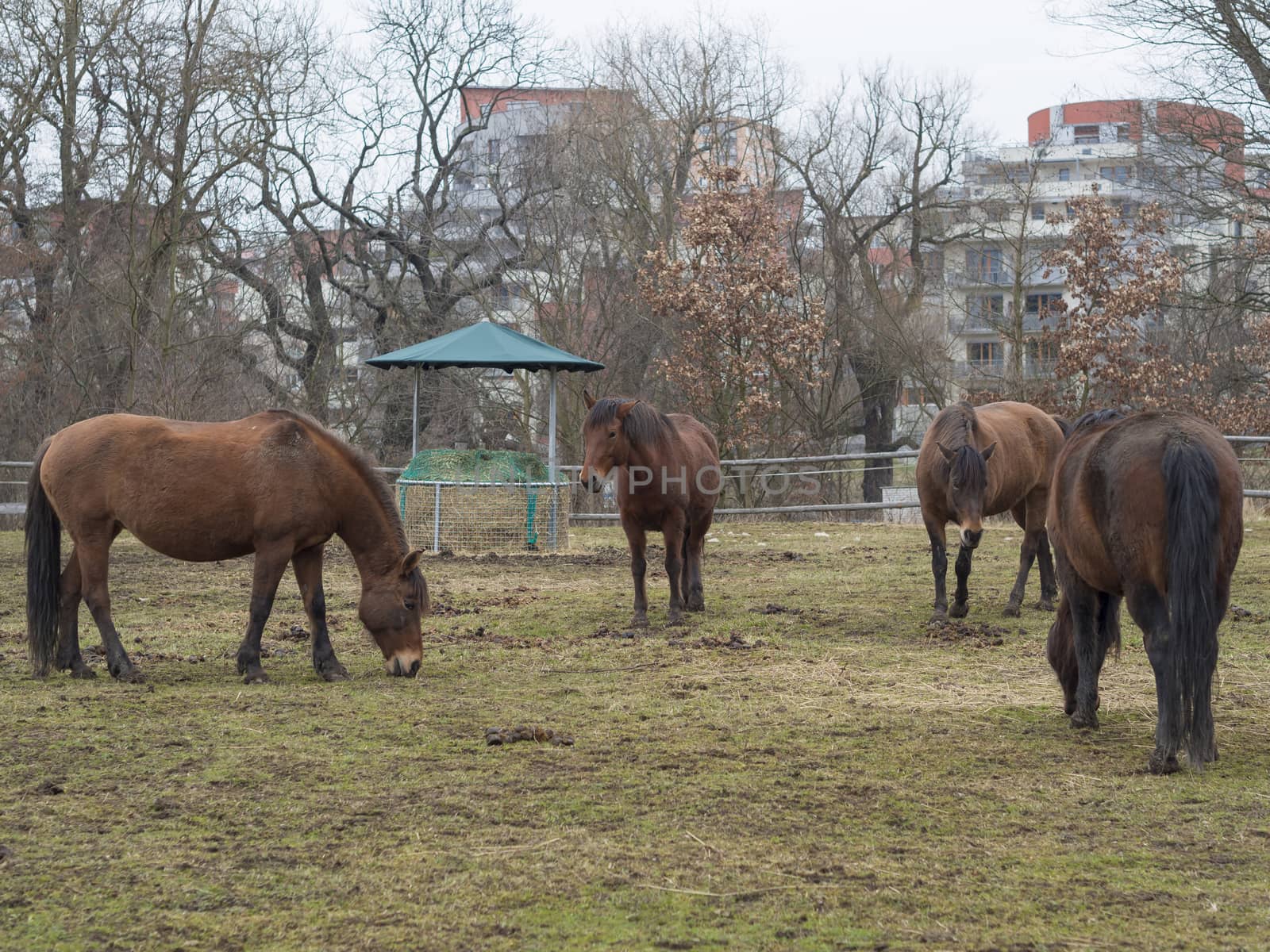 four ginger brown horses eating straw on meadow in autumn misty  by Henkeova