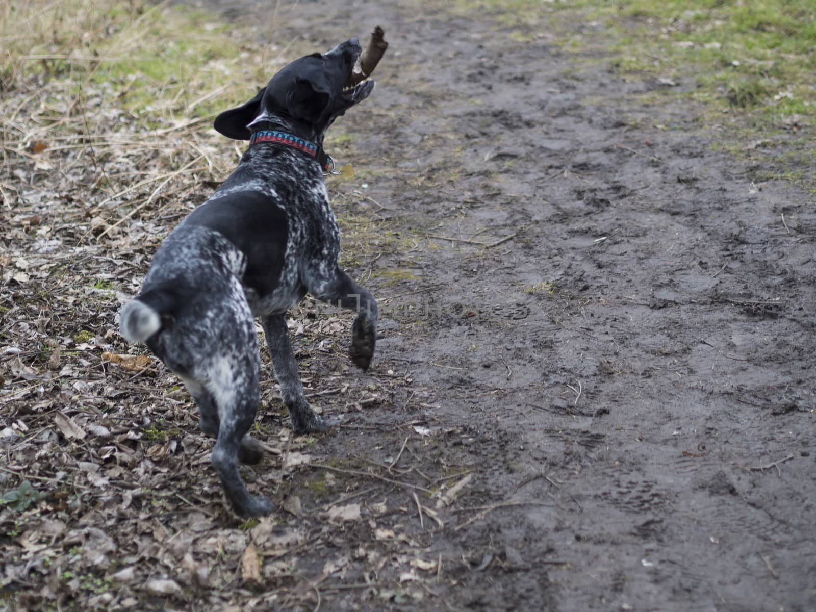 black gray hunting dog crossbreed whippet and labradorit running by Henkeova