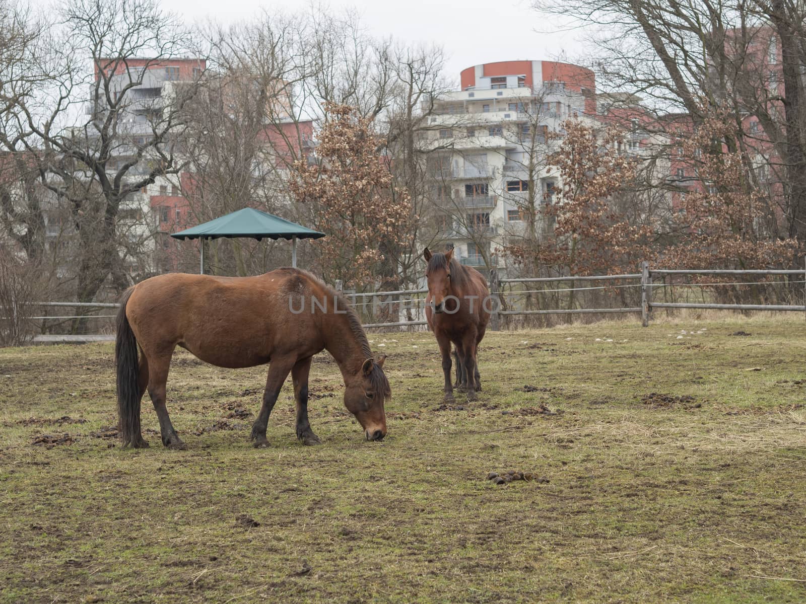 two ginger brown horses eating straw on meadow in late winter misty day in Prague park, bare treea and new rental houses in background