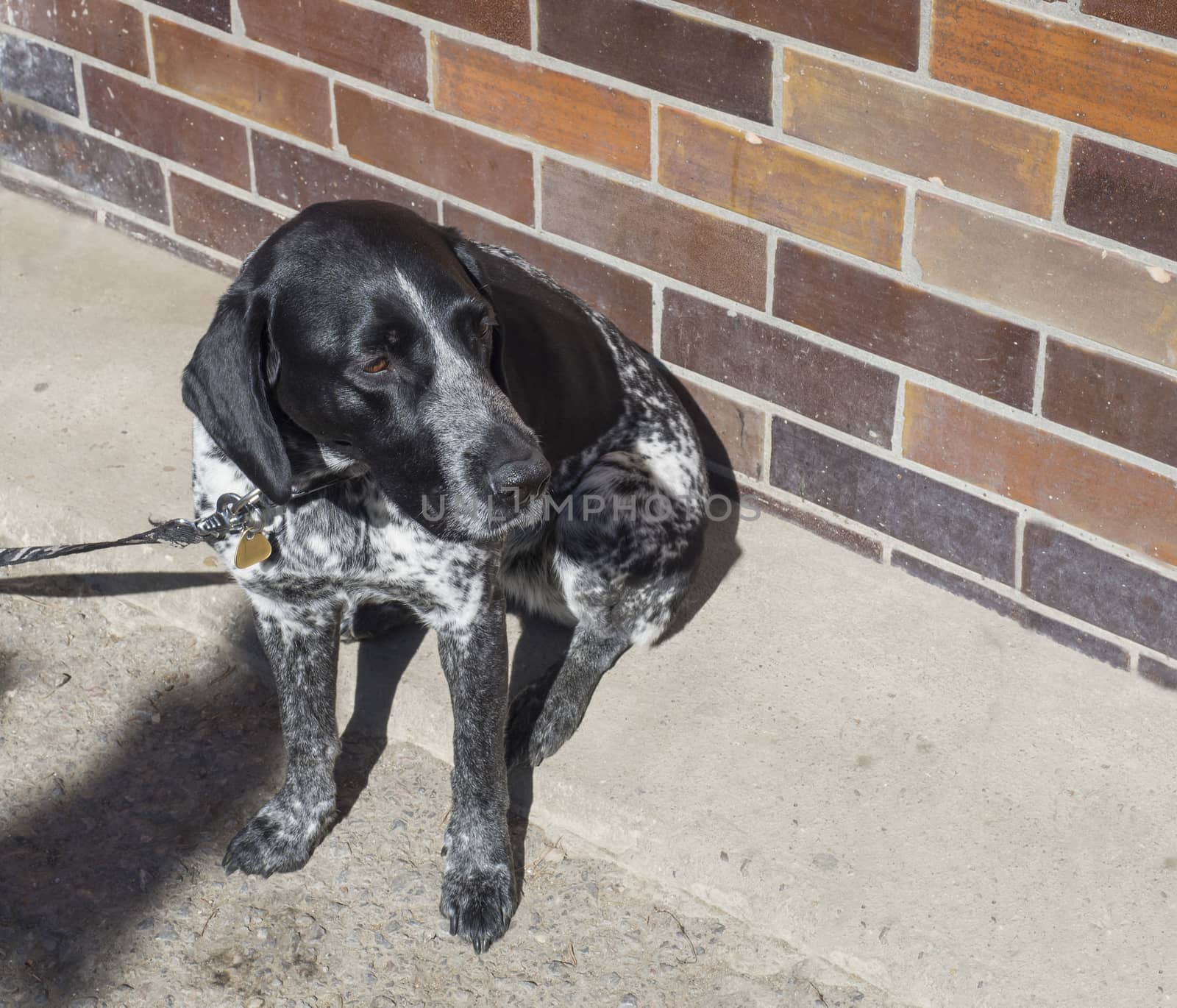 close up black gray hunting dog crossbreed whippet and labradorit sitting on the sidewalk tied on leash waiting, brick wall background