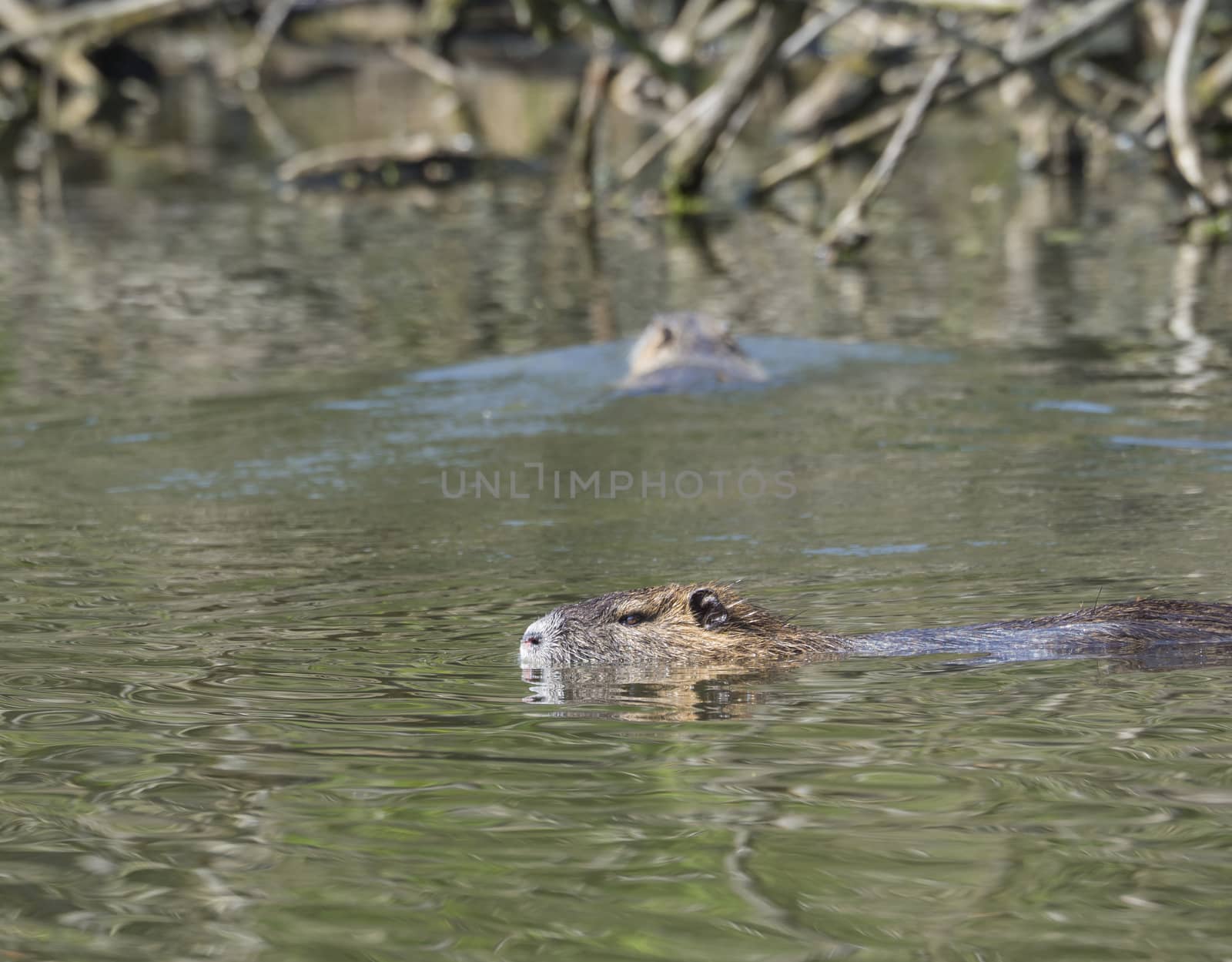 close up muskrat (Ondatra zibethicus) swimming  in swamp lake, s by Henkeova